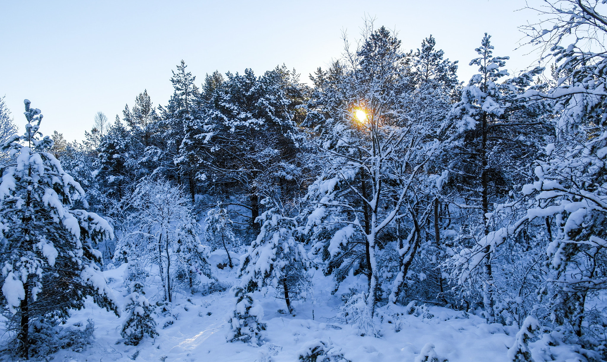 Samsung NX210 sample photo. Winter sun photography