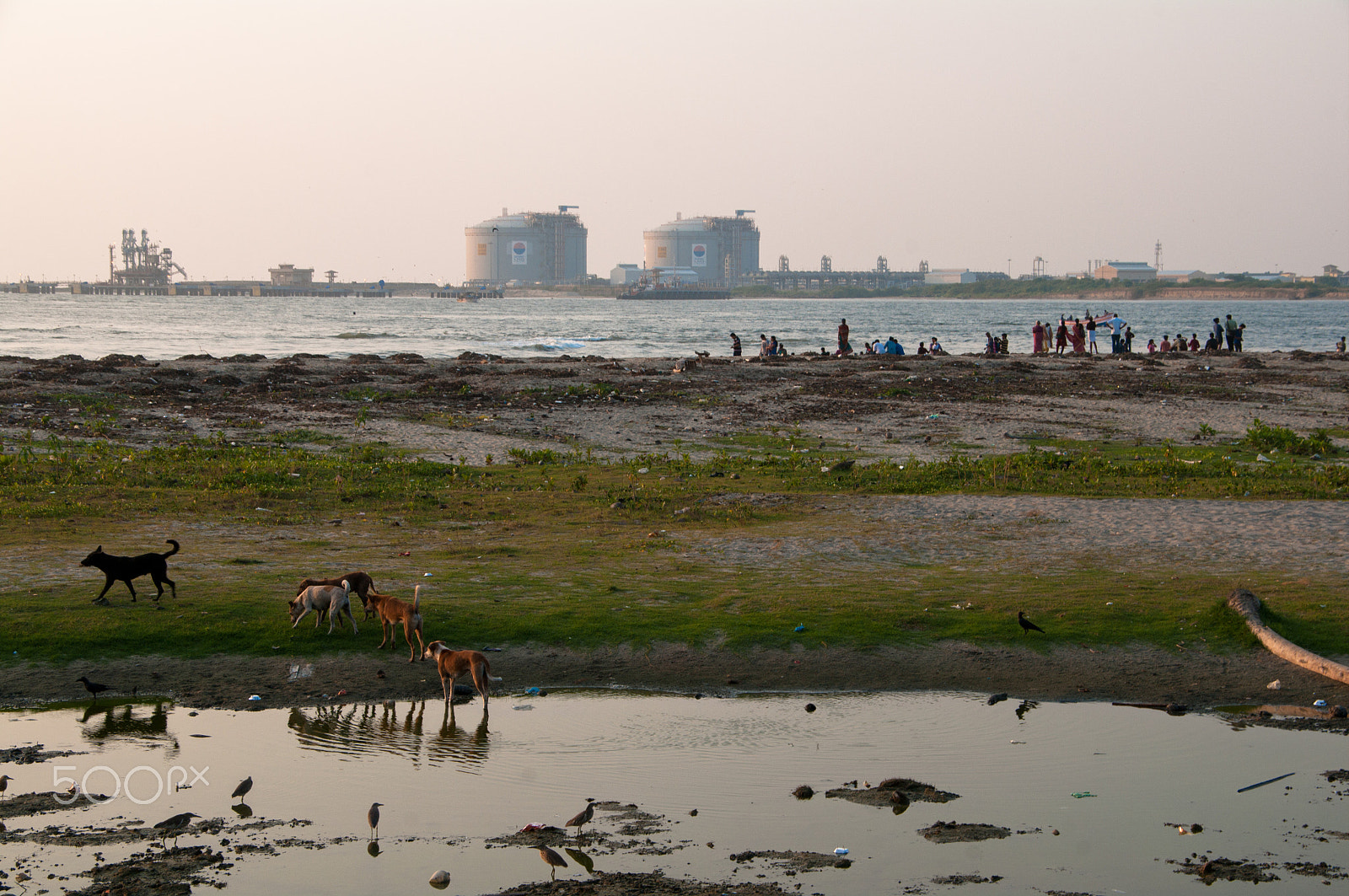 Pentax K-7 sample photo. Beach dogs photography
