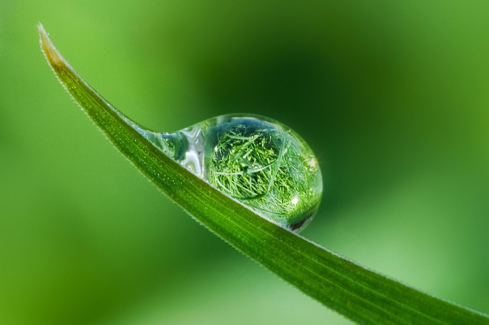Canon EF 100mm F2.8 Macro USM sample photo. Little big world photography