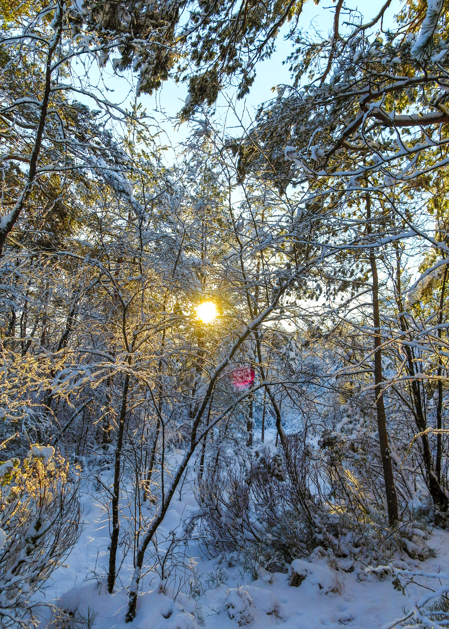 Samsung NX210 sample photo. Winter photography