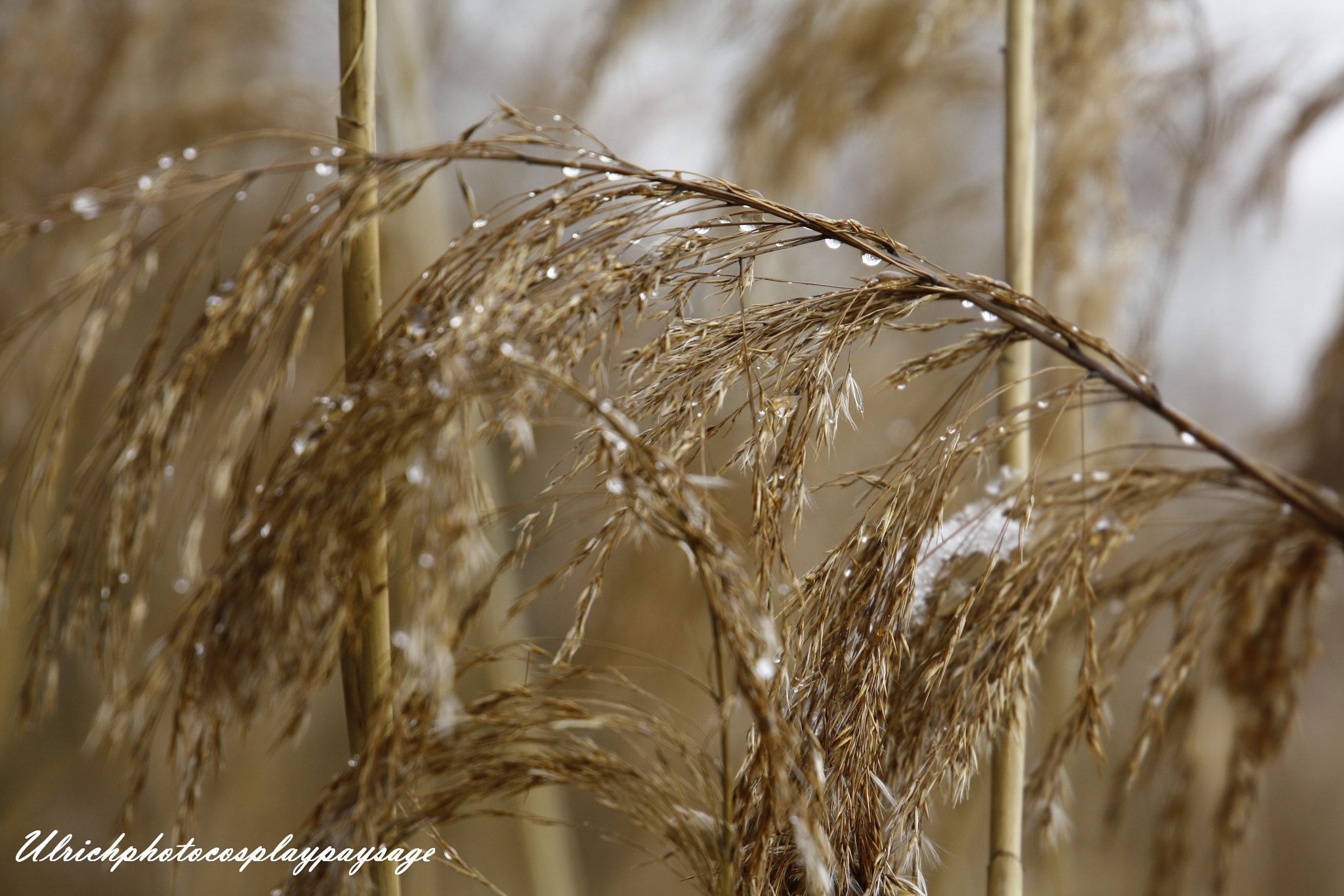 Canon EF 24-105mm F3.5-5.6 IS STM sample photo. Goutte d'eau photography