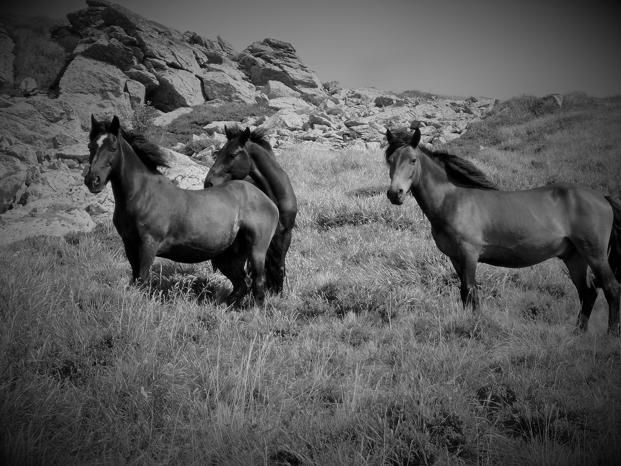 Olympus FE290,X825 sample photo. Free horses photography
