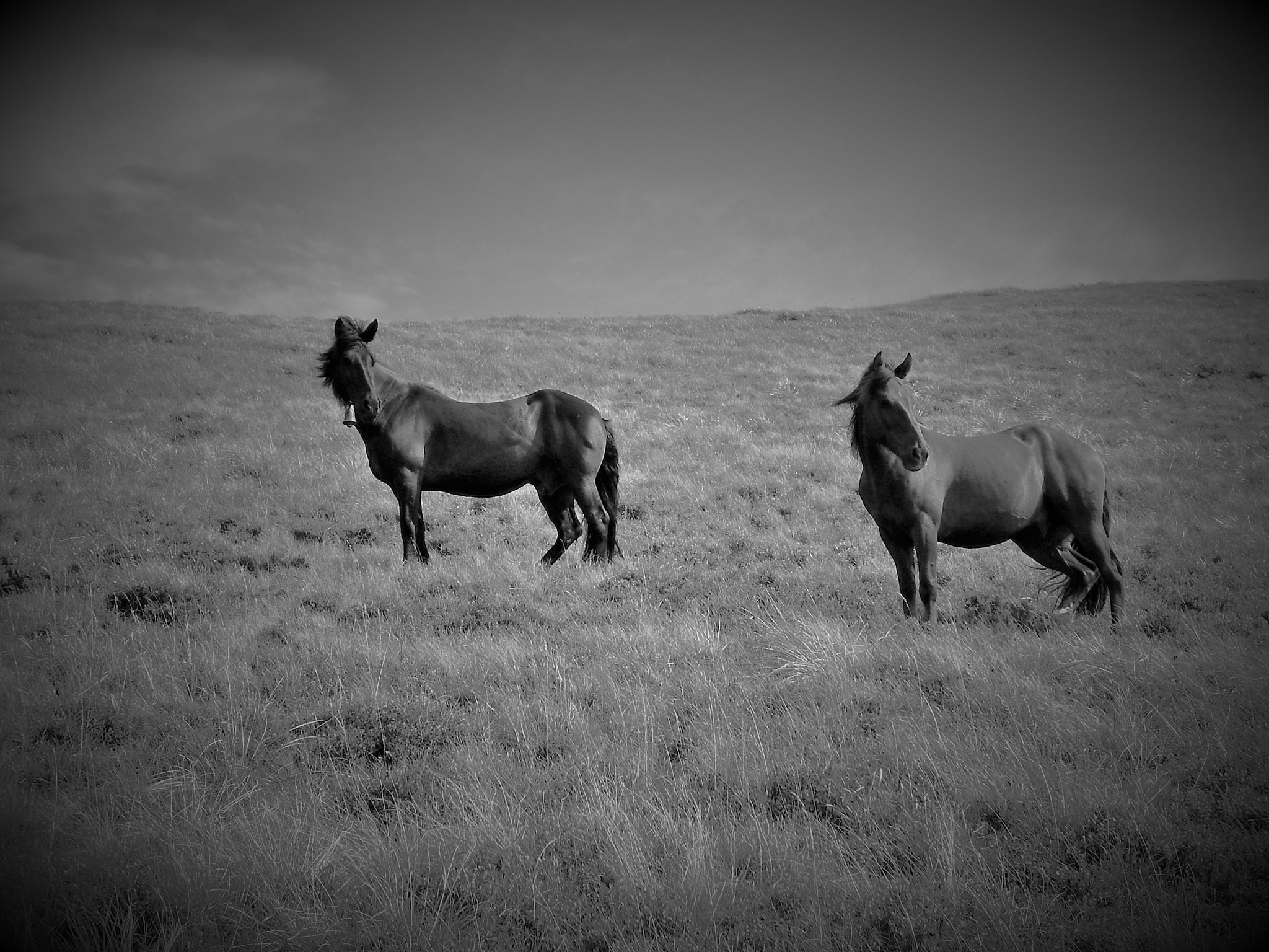 Olympus FE290,X825 sample photo. Free horses photography