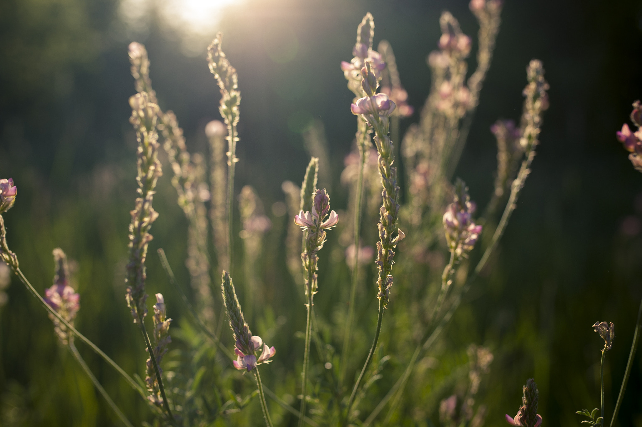 Canon EOS-1D Mark III sample photo. _os_24919.jpg photography