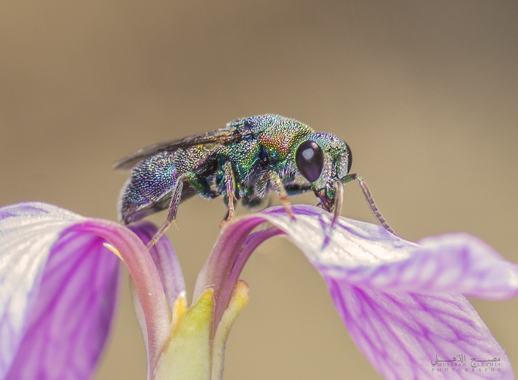 Canon EF 100-200mm f/4.5A sample photo. Cuckoo wasp photography