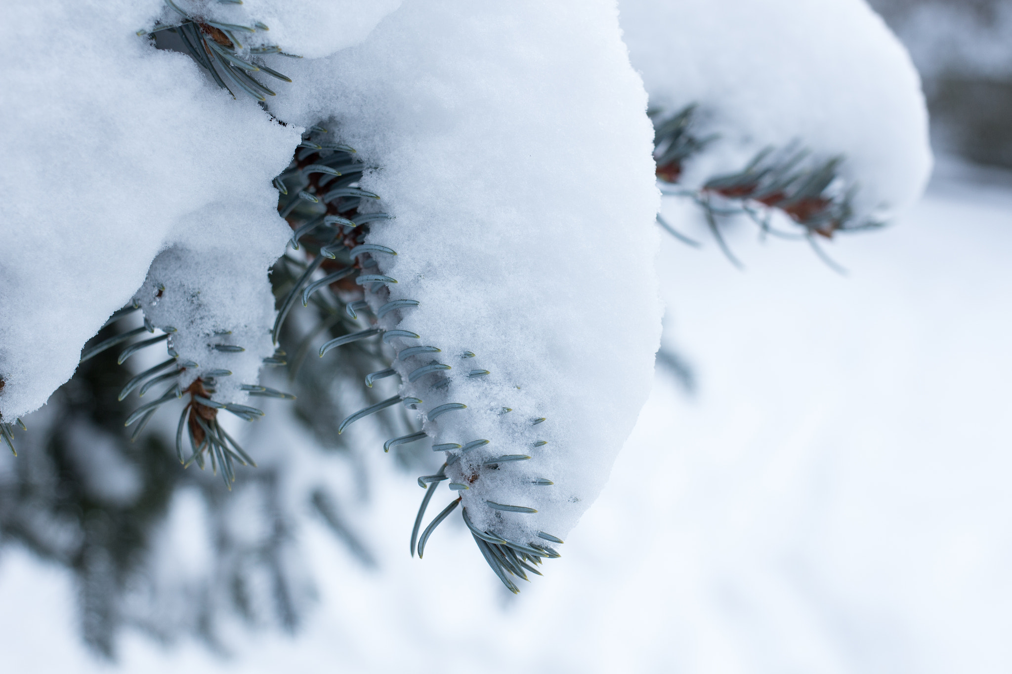 Canon EF 35mm F2 IS USM sample photo. Gravity wins out over spruce tree photography