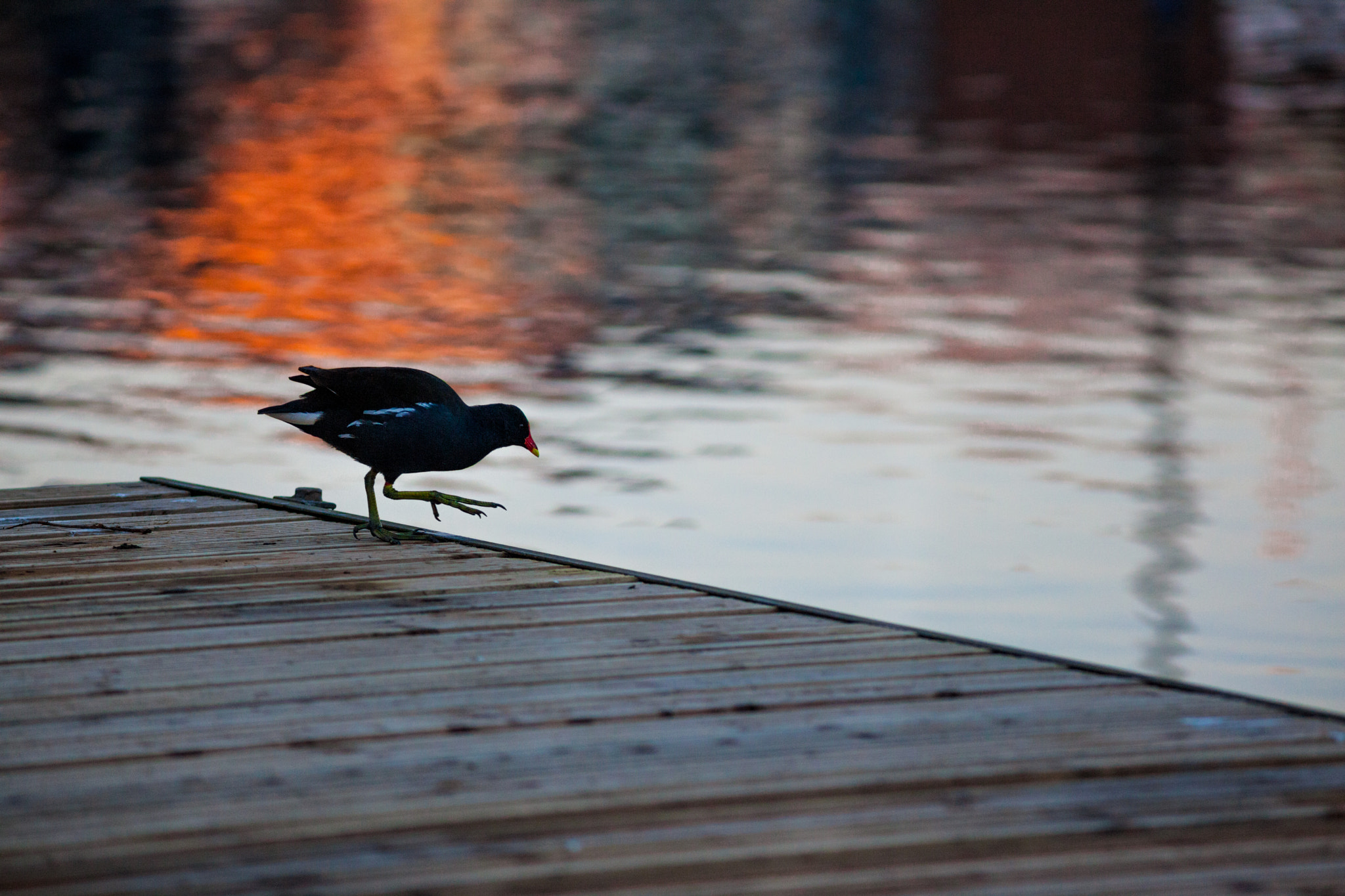 Canon EOS 5D Mark II + Canon EF 300mm f/4L sample photo. Moorhen photography