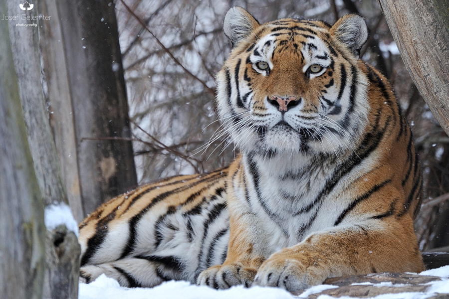 Nikon D3S sample photo. Siberian beauty photography
