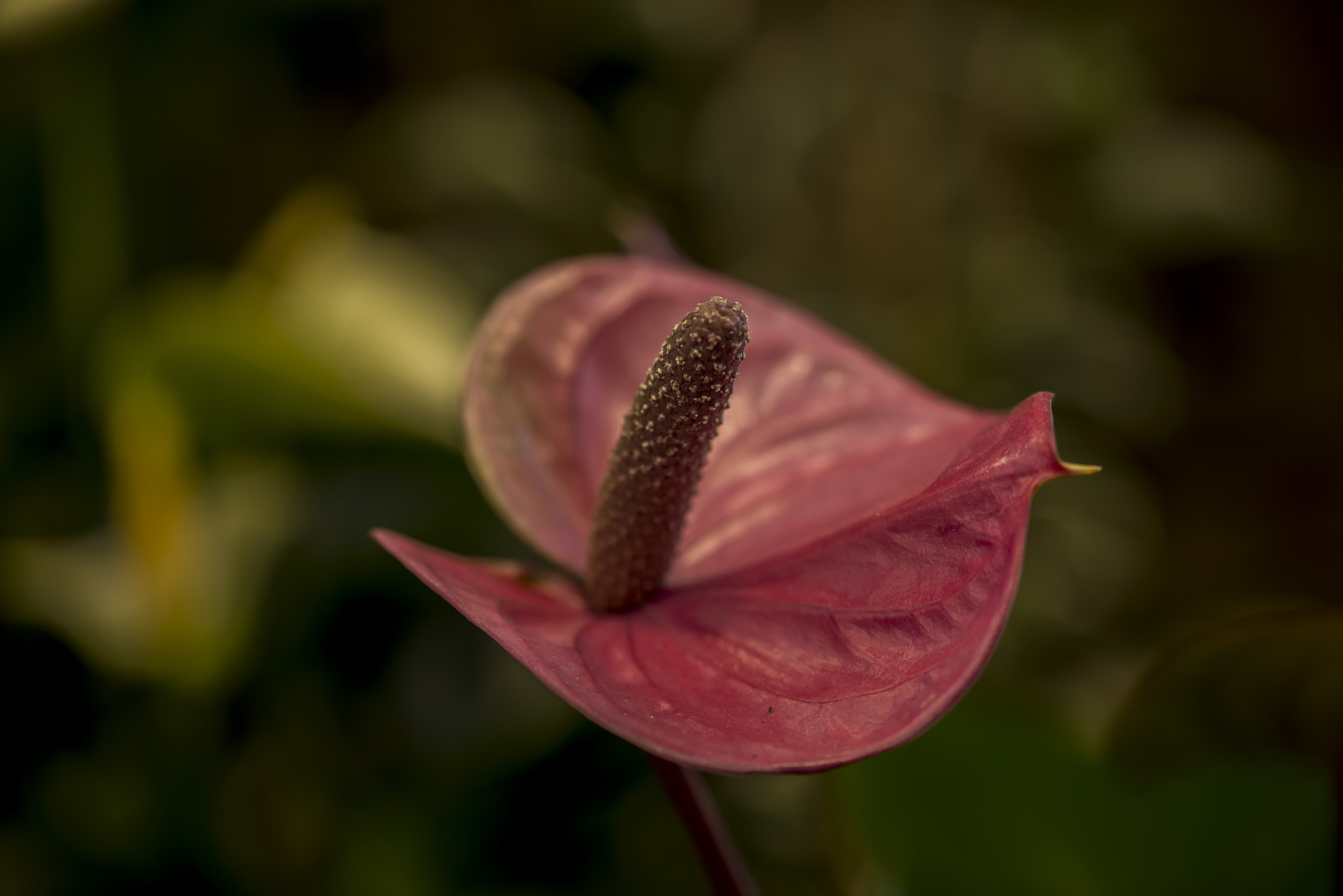 Sigma 105mm F2.8 EX DG OS HSM sample photo. Anthurium photography