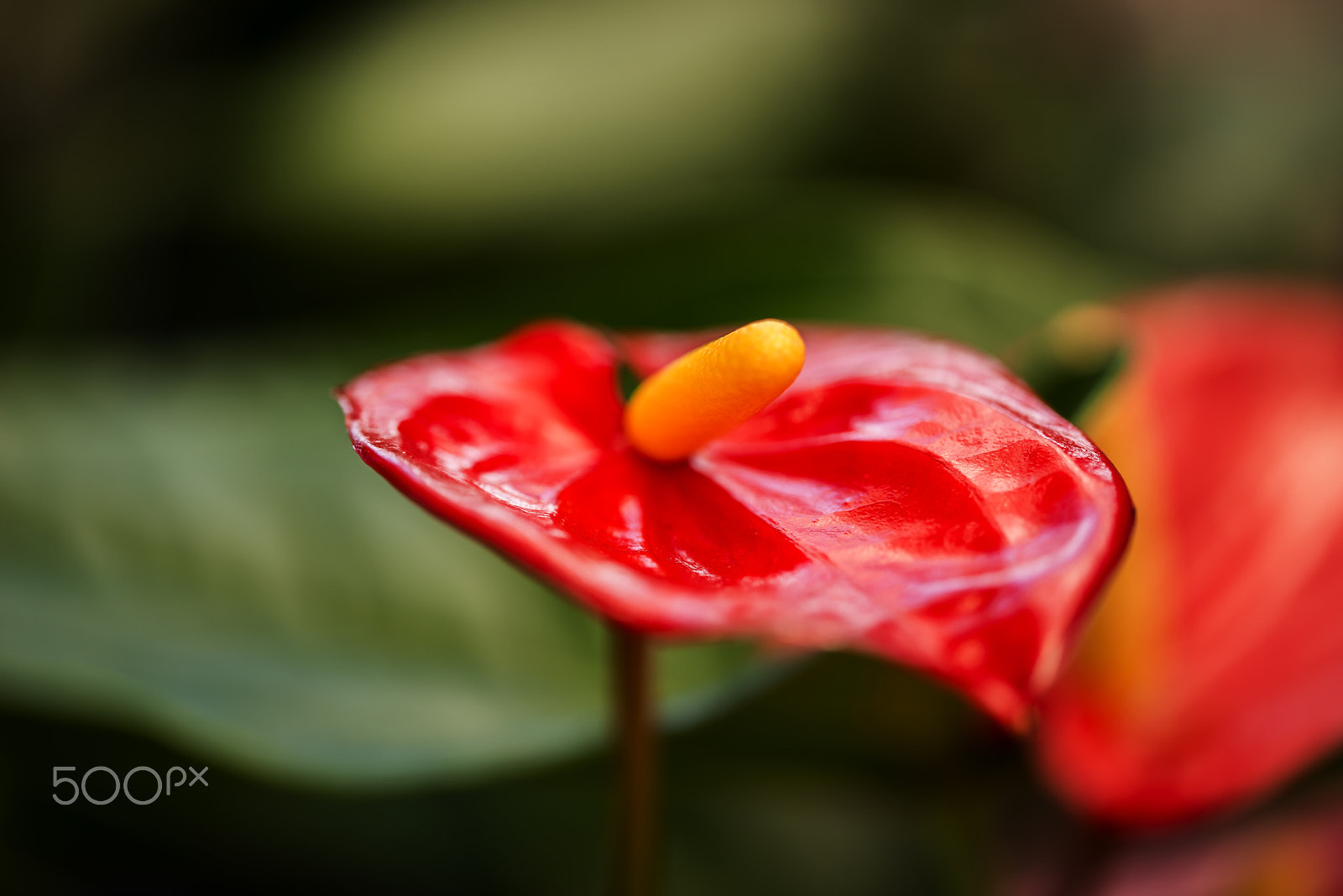 Sigma 105mm F2.8 EX DG OS HSM sample photo. Anthurium photography