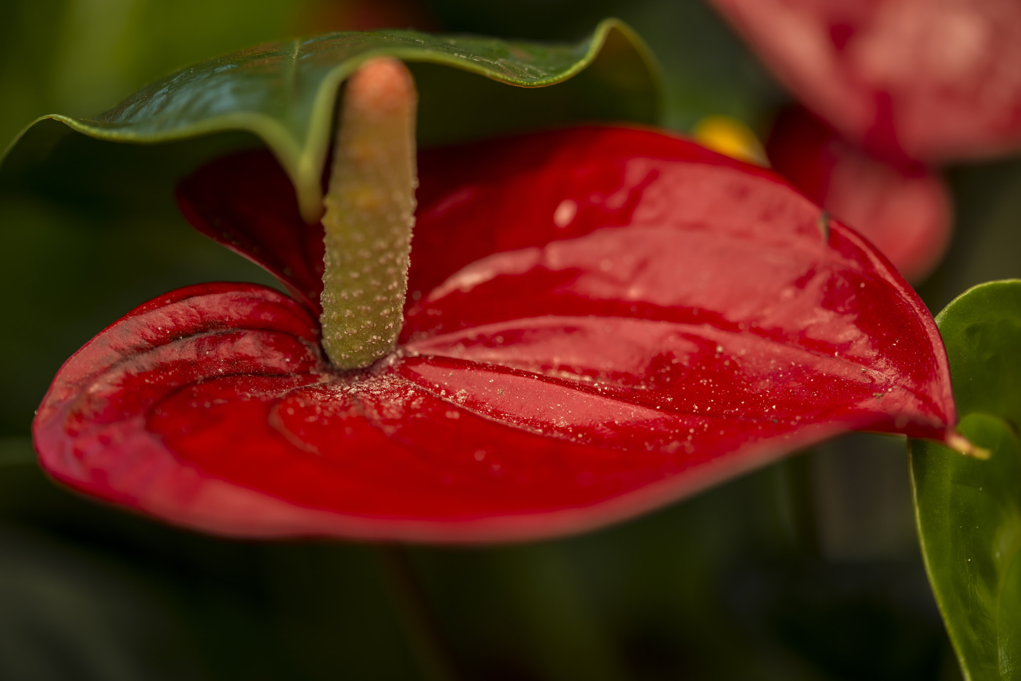 Sigma 105mm F2.8 EX DG OS HSM sample photo. Anthurium photography