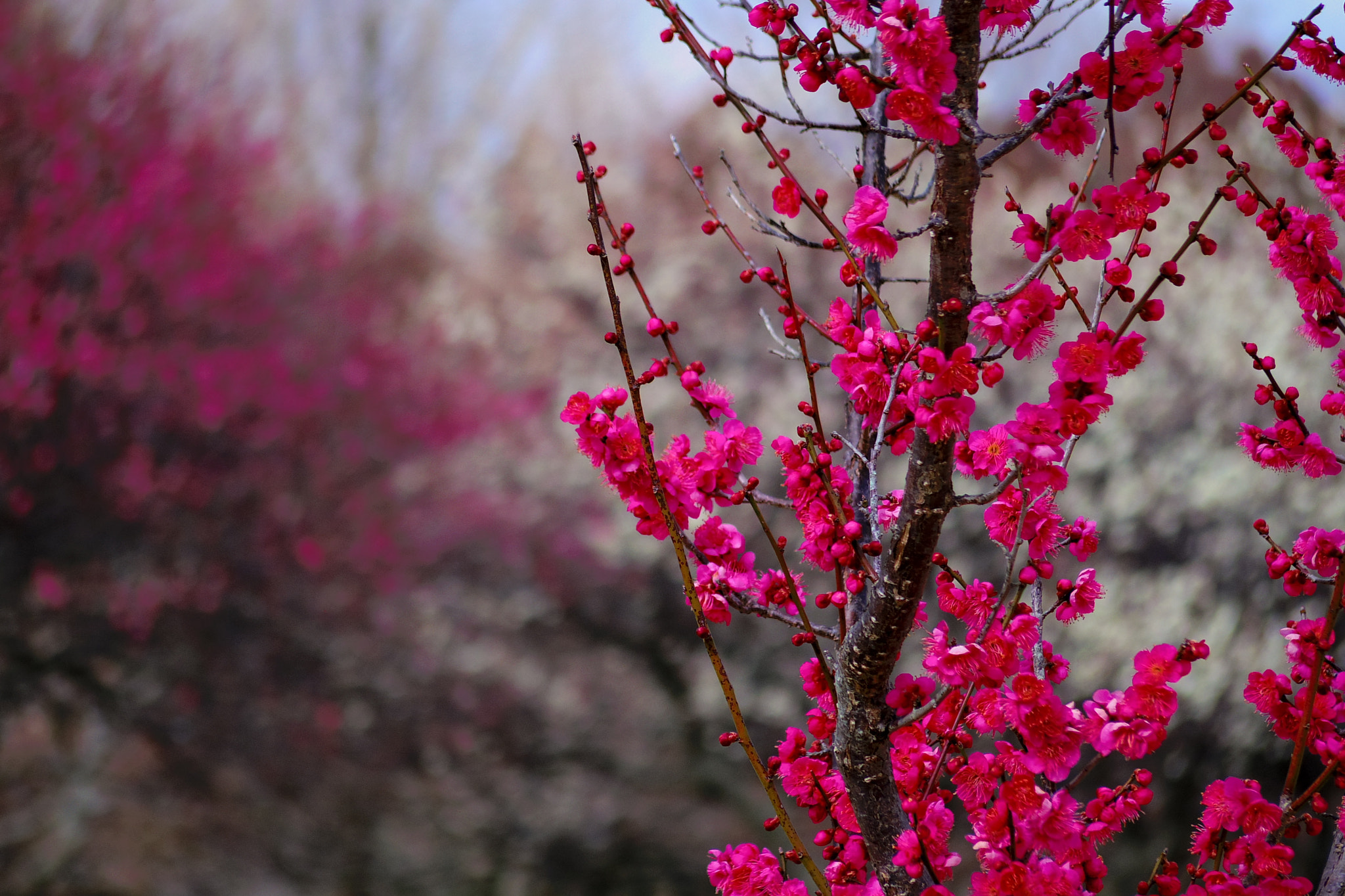 Pentax Q7 sample photo. Plum blossoms #03 photography