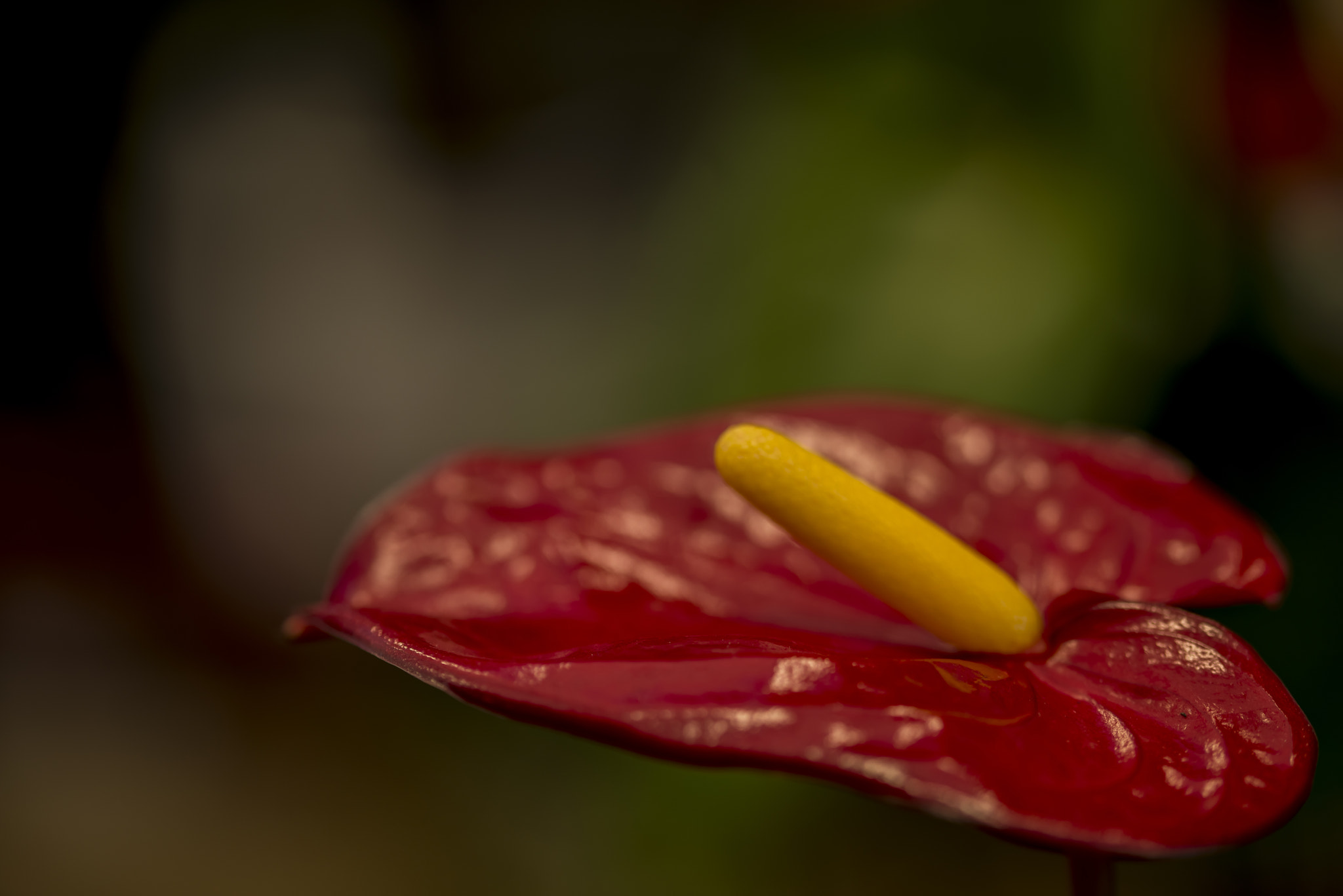 Sigma 105mm F2.8 EX DG OS HSM sample photo. Anthurium photography