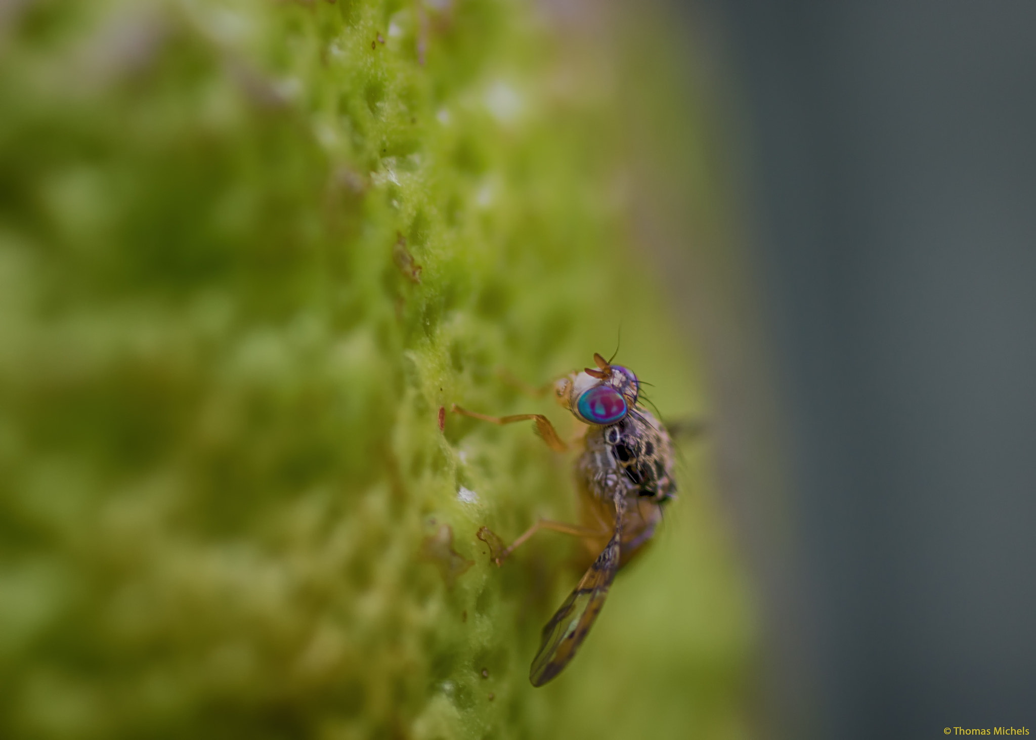 Sony SLT-A65 (SLT-A65V) + Tamron SP AF 90mm F2.8 Di Macro sample photo. Fruchtfliege auf limone photography