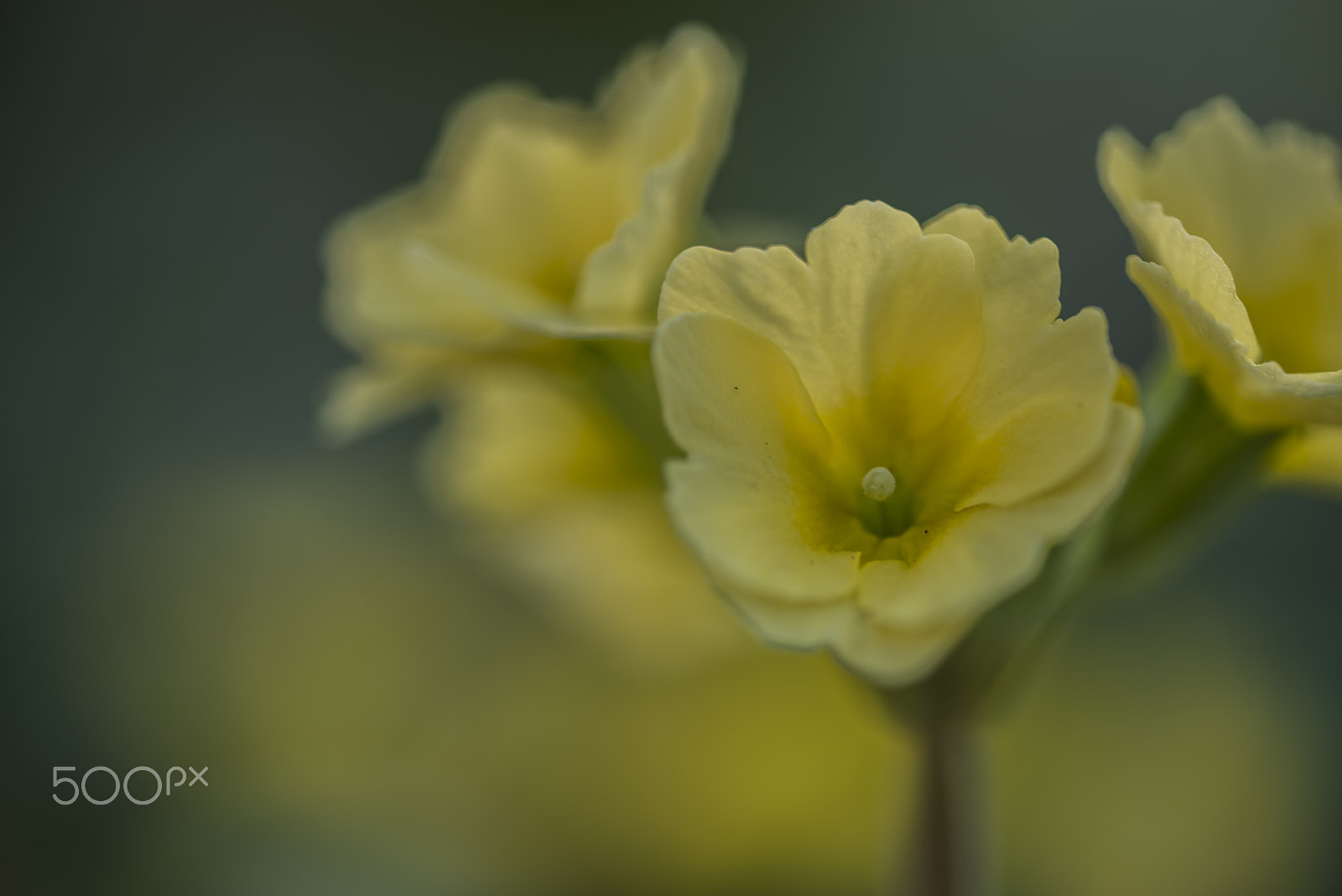 Sigma 105mm F2.8 EX DG OS HSM sample photo. Yellow bloom photography