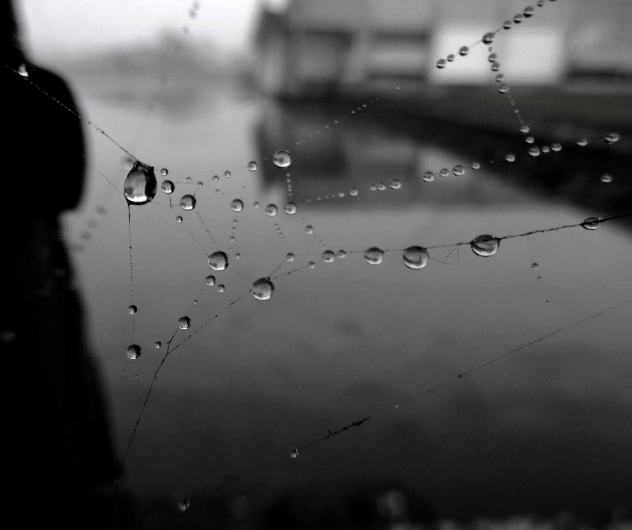Panasonic DMC-SZ8 sample photo. Spiderweb photography