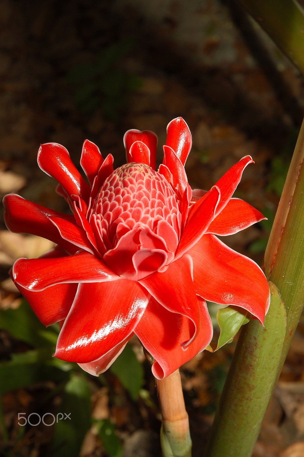 Nikon D100 sample photo. Red photography