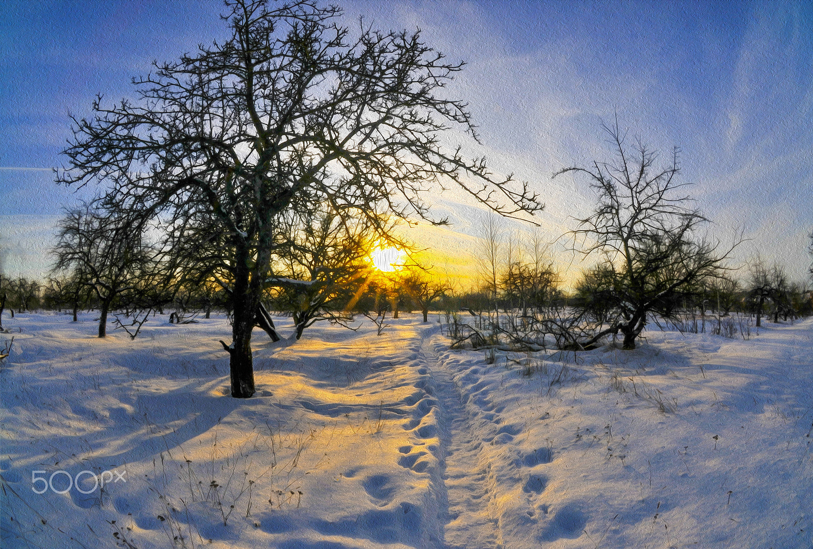 Nikon D300 + Sigma 10mm F2.8 EX DC HSM Diagonal Fisheye sample photo. Solnedgången i vinterträdgården photography