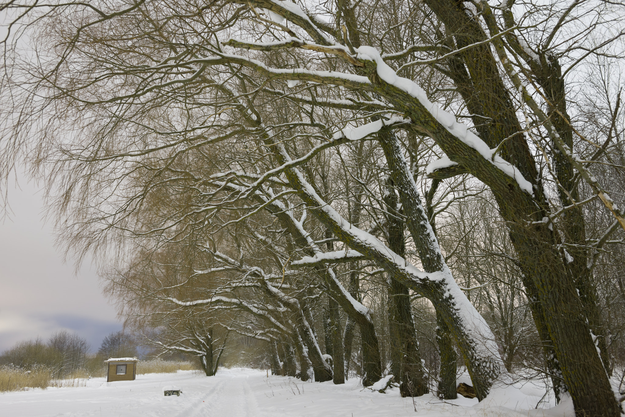 Nikon D600 sample photo. Winter series, harku lake photography