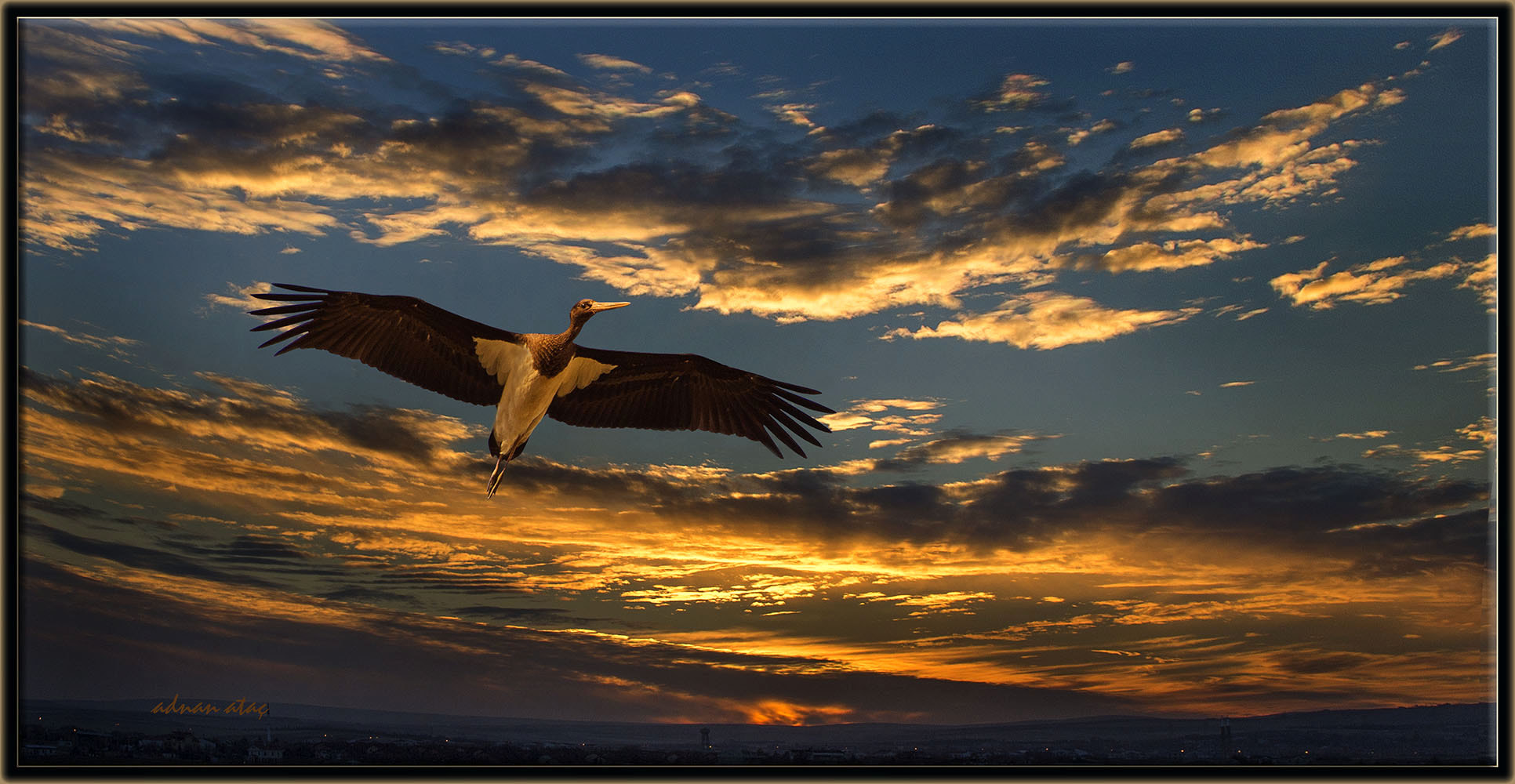 Sigma 50-500mm F4.5-6.3 DG OS HSM sample photo. Kara leylek - black stork - ciconia nigra photography