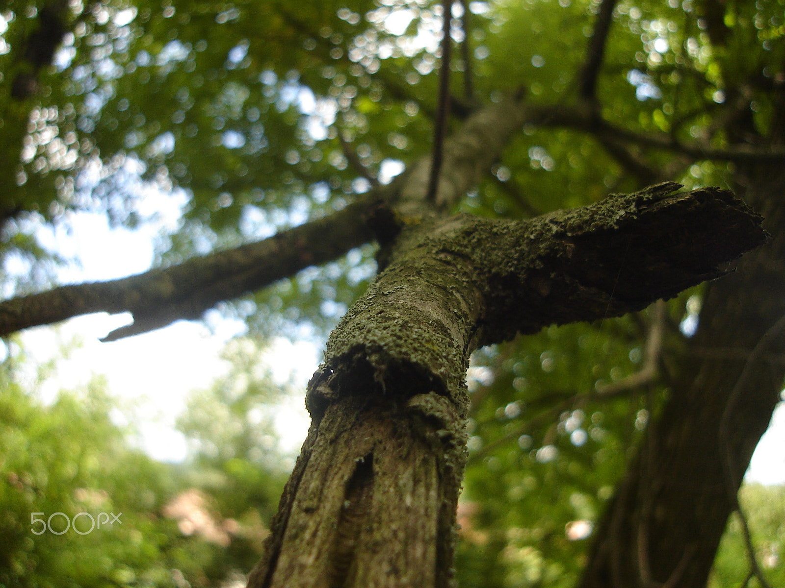 Sony DSC-S40 sample photo. Lost in the forest photography