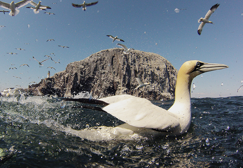 GoPro Hero3-Silver Edition sample photo. Gannets photography