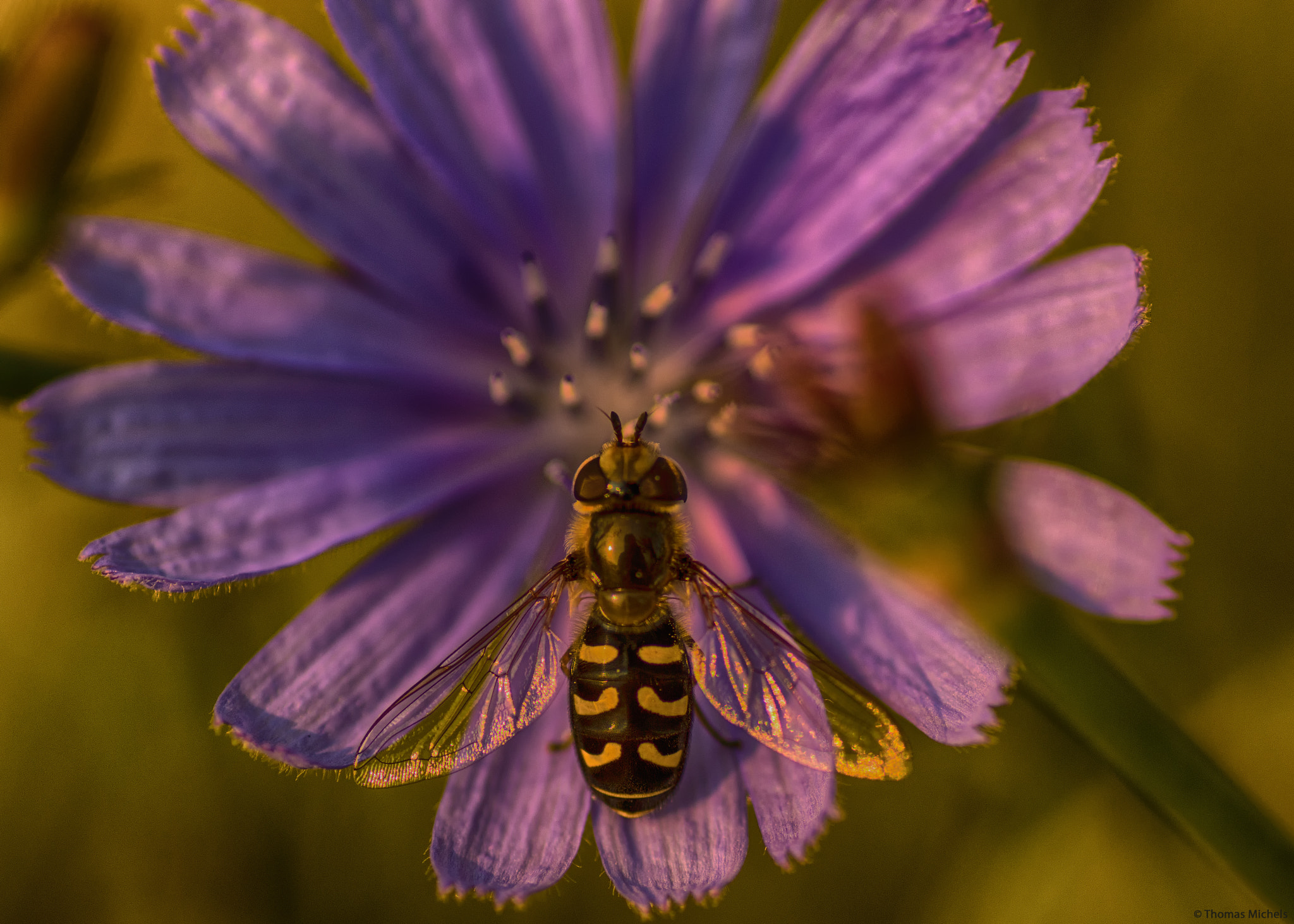 Sony SLT-A65 (SLT-A65V) + Tamron SP AF 90mm F2.8 Di Macro sample photo. Draufsicht auf schwebfliege photography