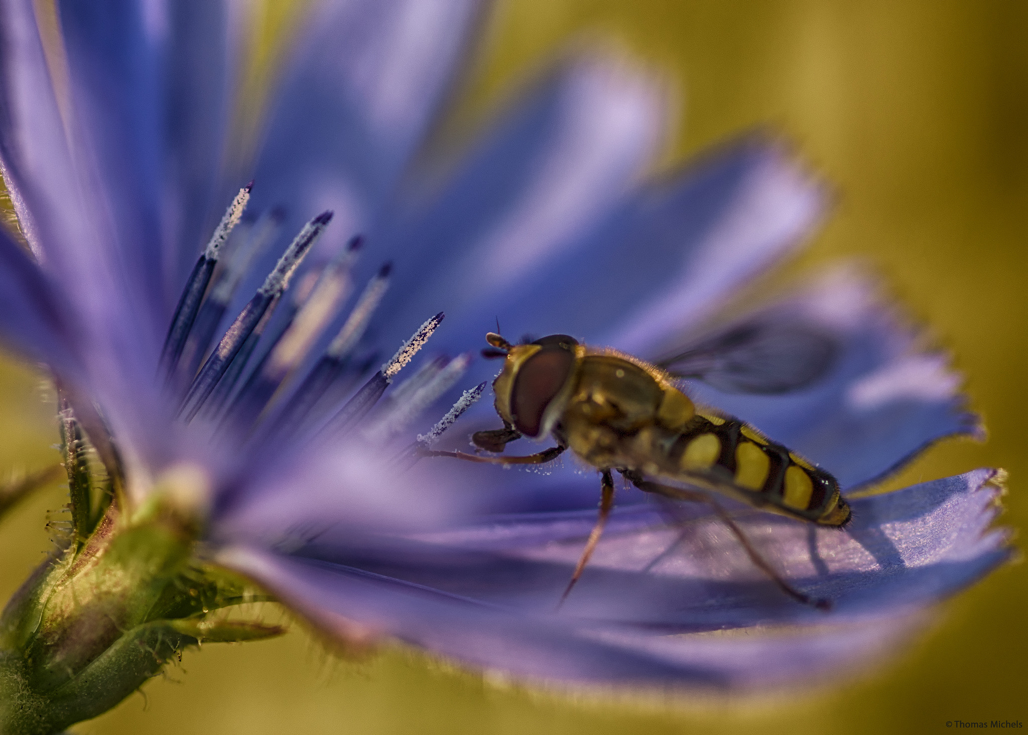 Sony SLT-A65 (SLT-A65V) + Tamron SP AF 90mm F2.8 Di Macro sample photo. Seitenansicht auf schwebfliege photography