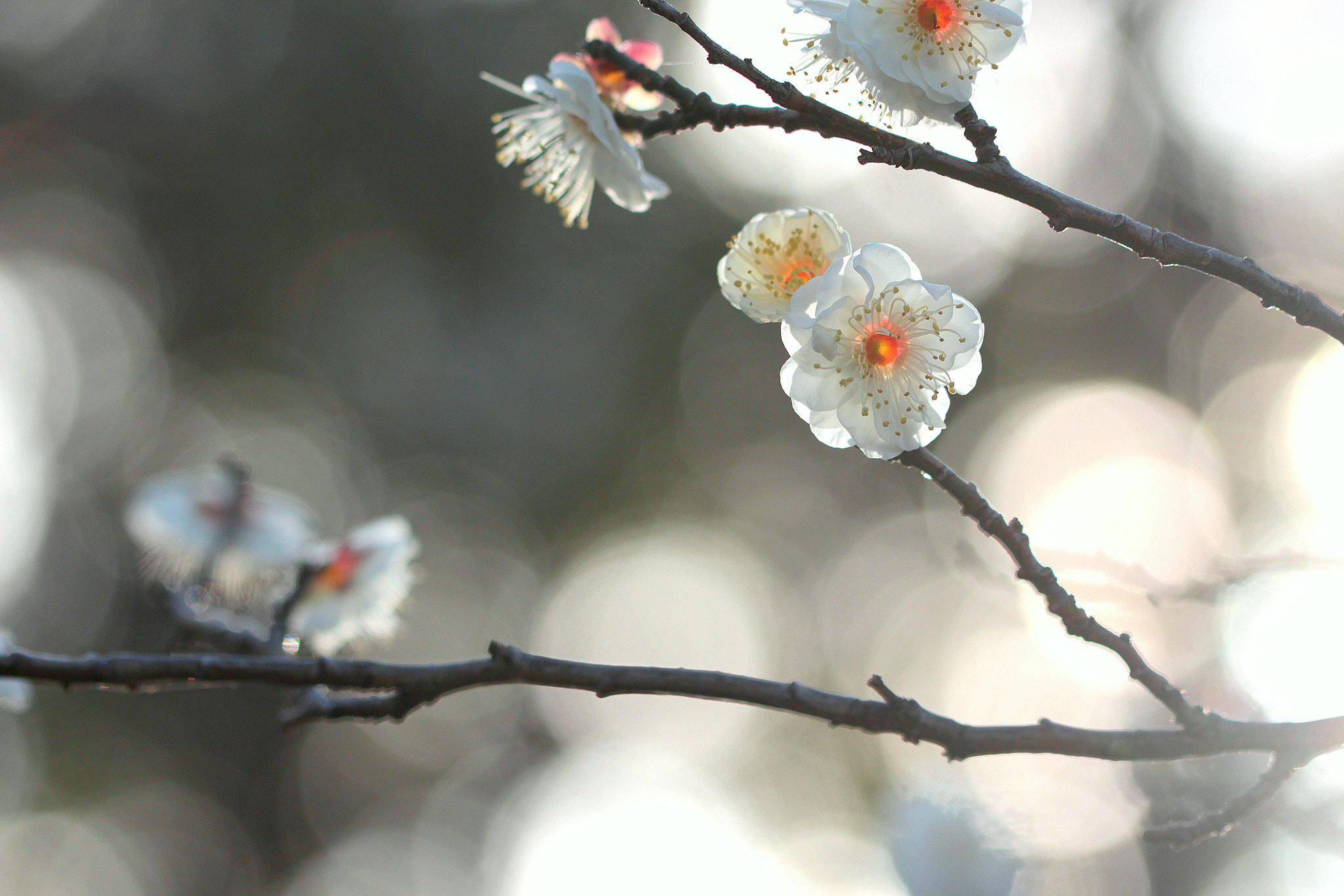 Canon EOS 650D (EOS Rebel T4i / EOS Kiss X6i) sample photo. Transmitted light photography