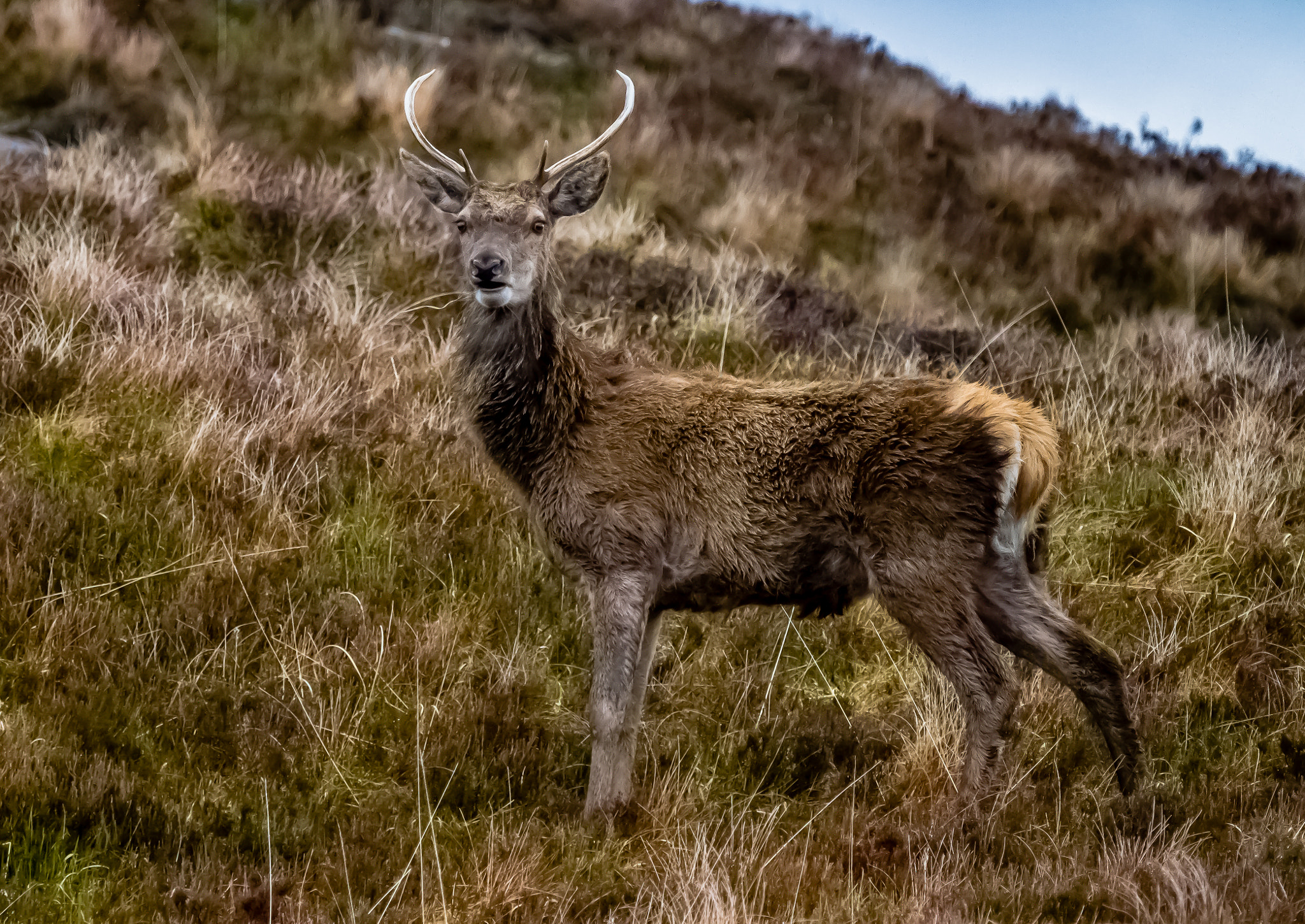 Canon EF 70-200mm F4L IS USM sample photo. Scottish red deer, highlands, scotland photography