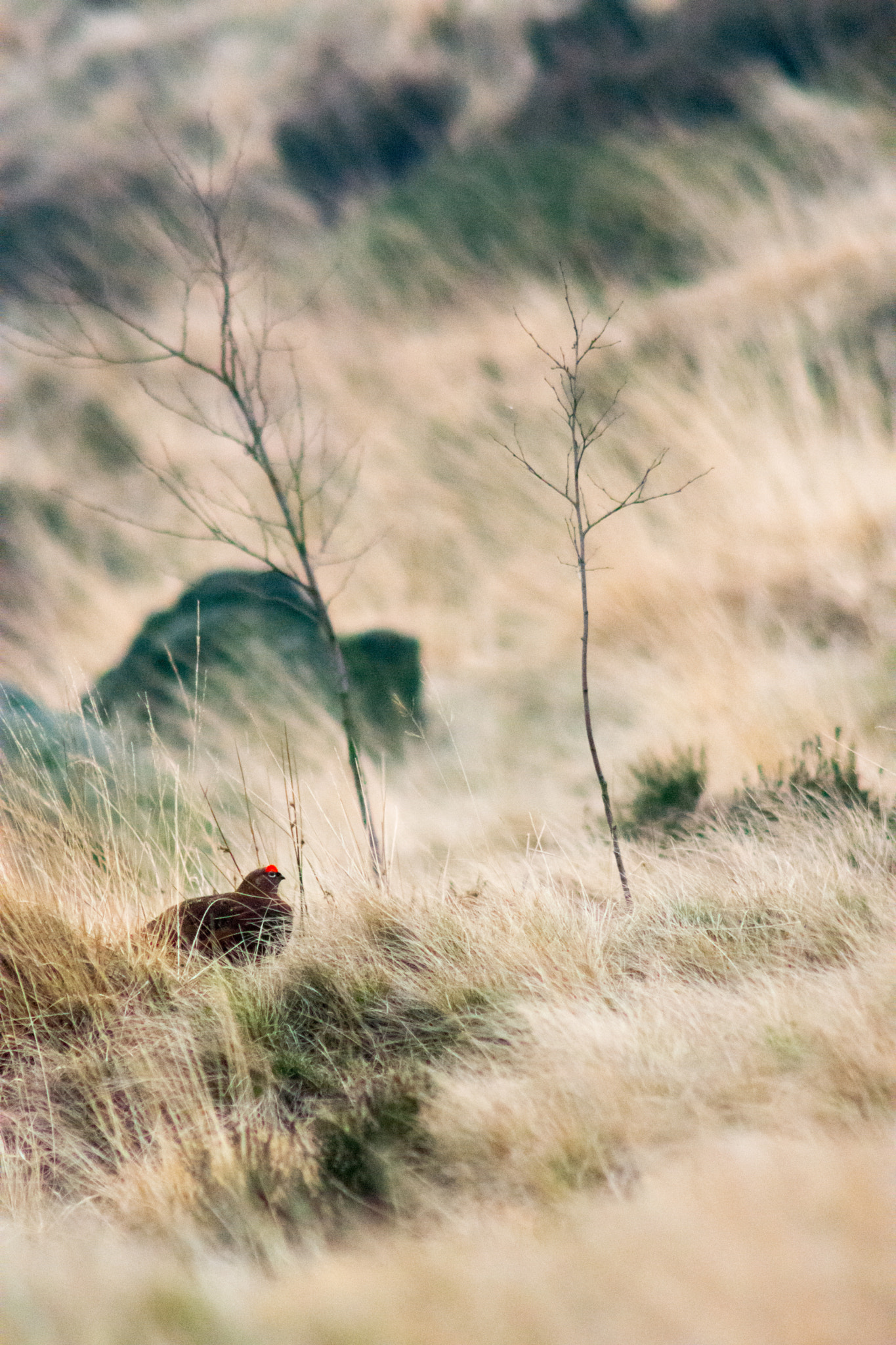 AF Nikkor 300mm f/4 IF-ED sample photo. Red grouse at dovestone resevoir photography