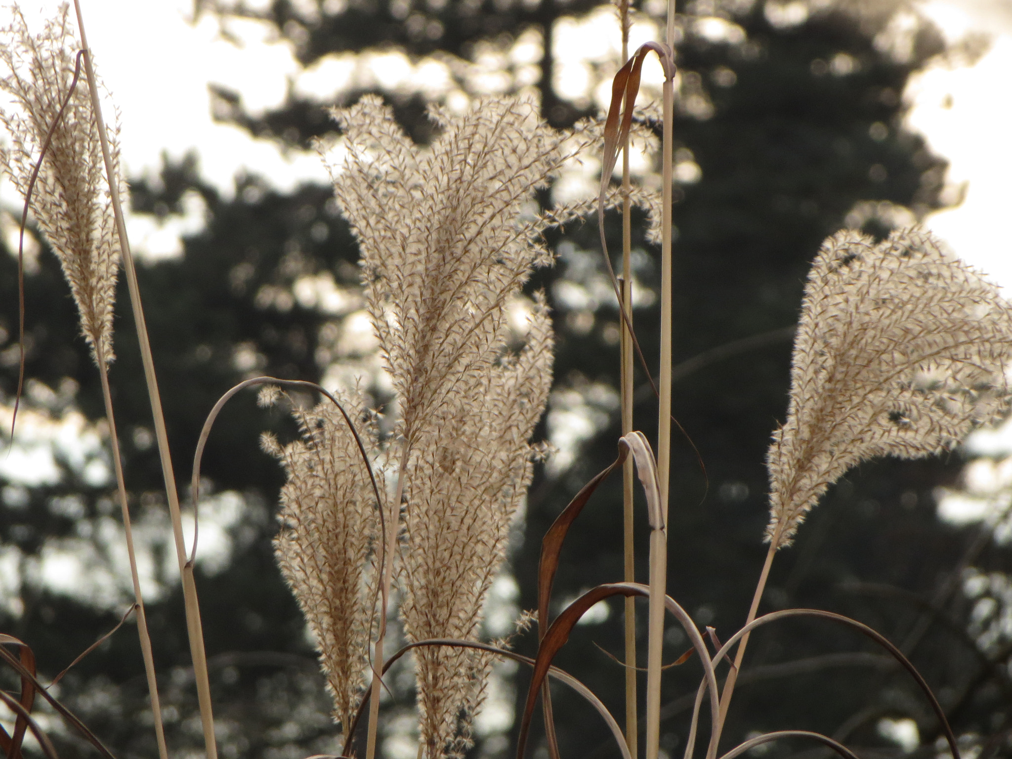 Canon PowerShot ELPH 520 HS (IXUS 500 HS / IXY 3) sample photo