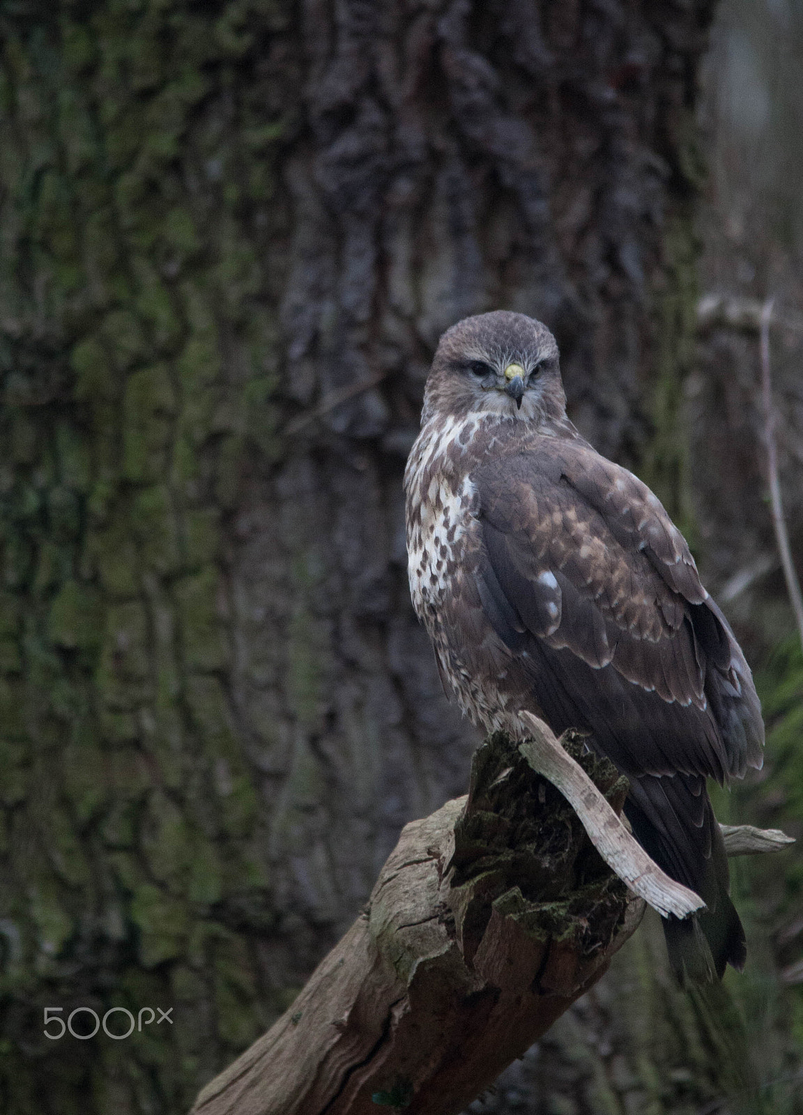 Sigma 150-500mm F5-6.3 DG OS HSM sample photo. Buzzard in the woods photography