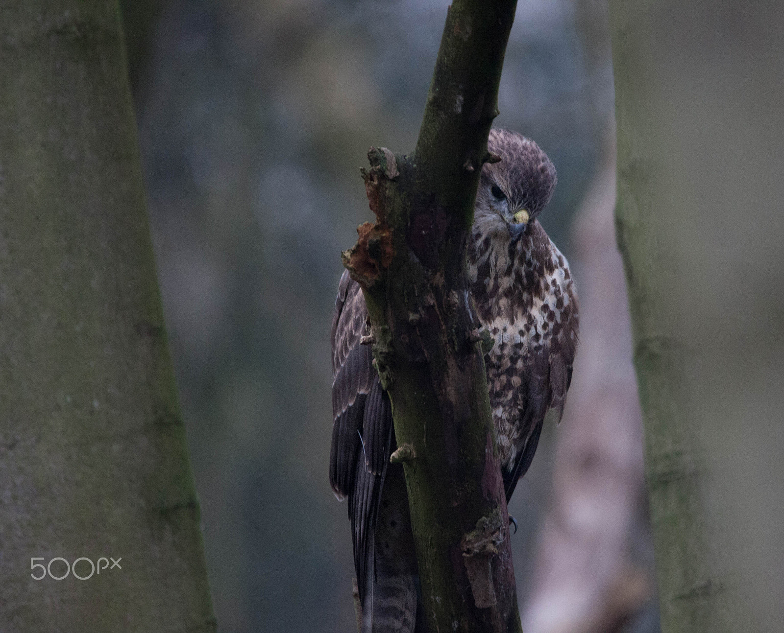 Canon EOS 40D + Sigma 150-500mm F5-6.3 DG OS HSM sample photo. Buzzard in the woods photography
