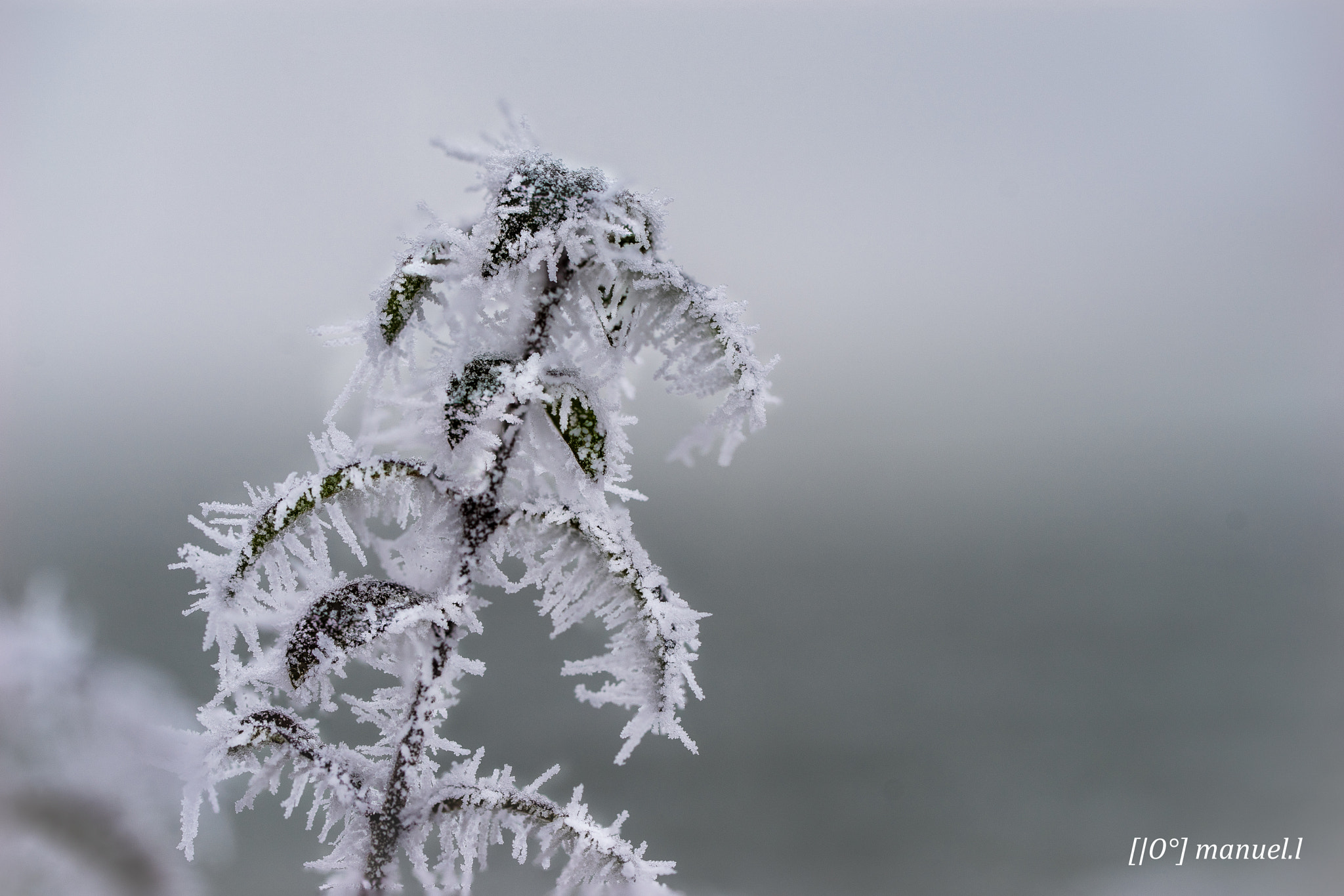 90mm F2.8 Macro SSM sample photo. Freezing privet photography