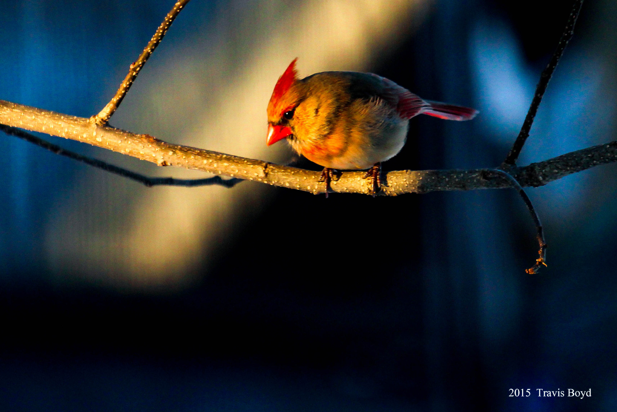 Canon EF 100-400mm F4.5-5.6L IS USM sample photo. Backyard cardinal photography