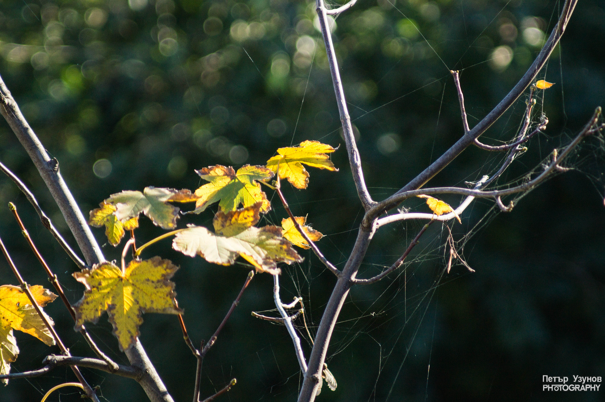 Minolta AF 80-200mm F4.5-5.6 sample photo. Aecdb o photography