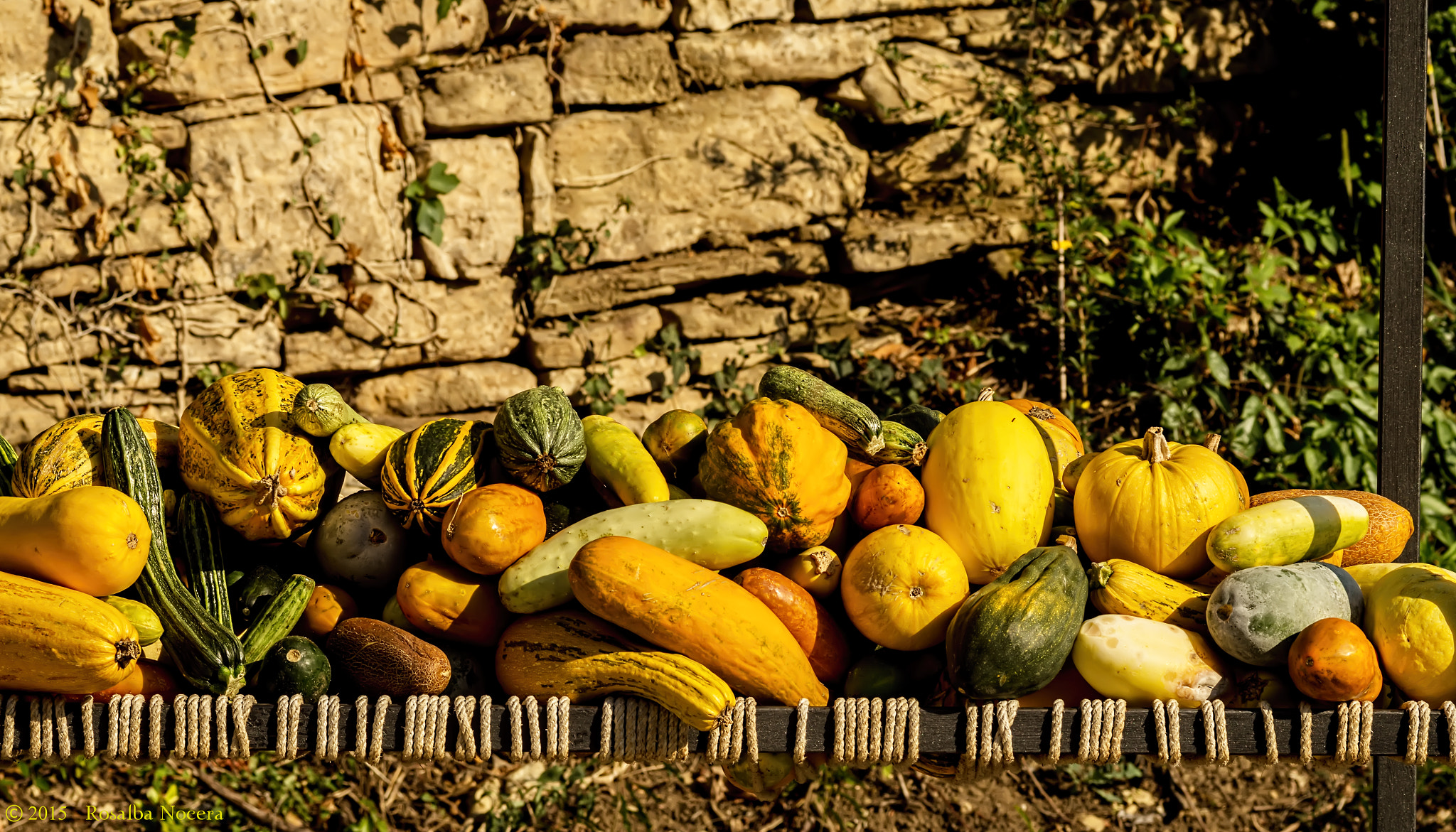 Sony SLT-A58 + Sigma AF 105mm F2.8 EX [DG] Macro sample photo. Pumpkins photography