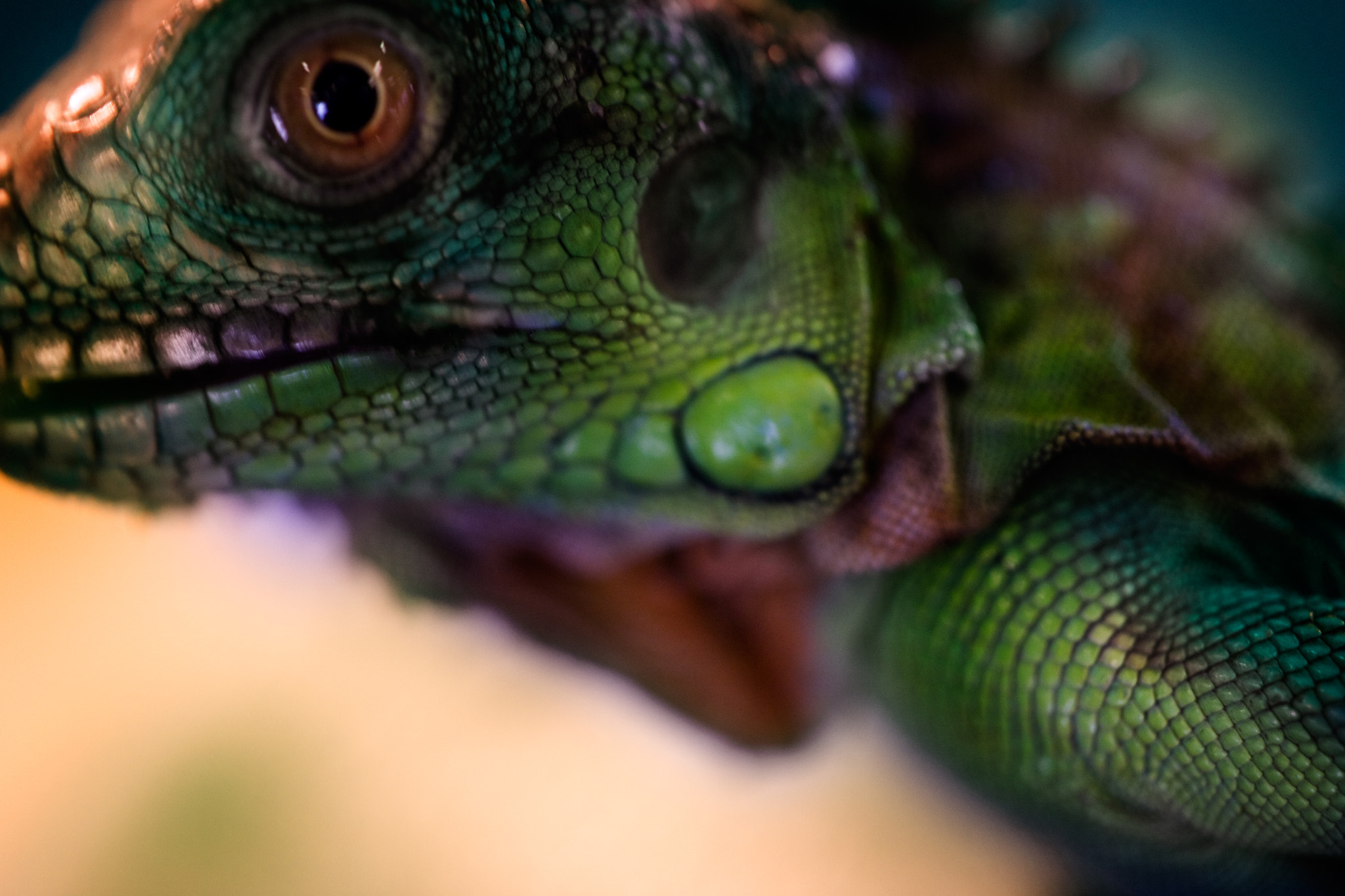 Canon EF 100mm F2.8 Macro USM sample photo. Miniature dragons photography