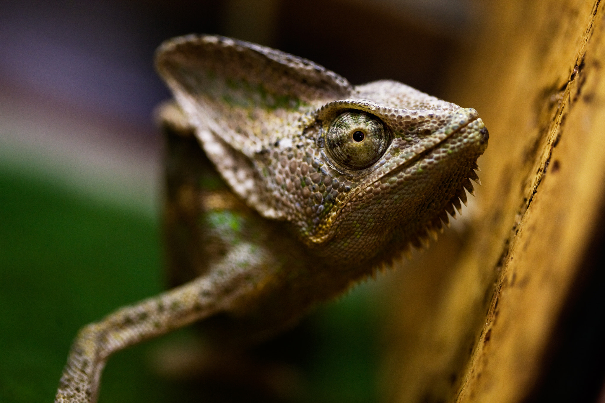 Canon EOS 5D + Canon EF 100mm F2.8 Macro USM sample photo. Miniature dragons photography