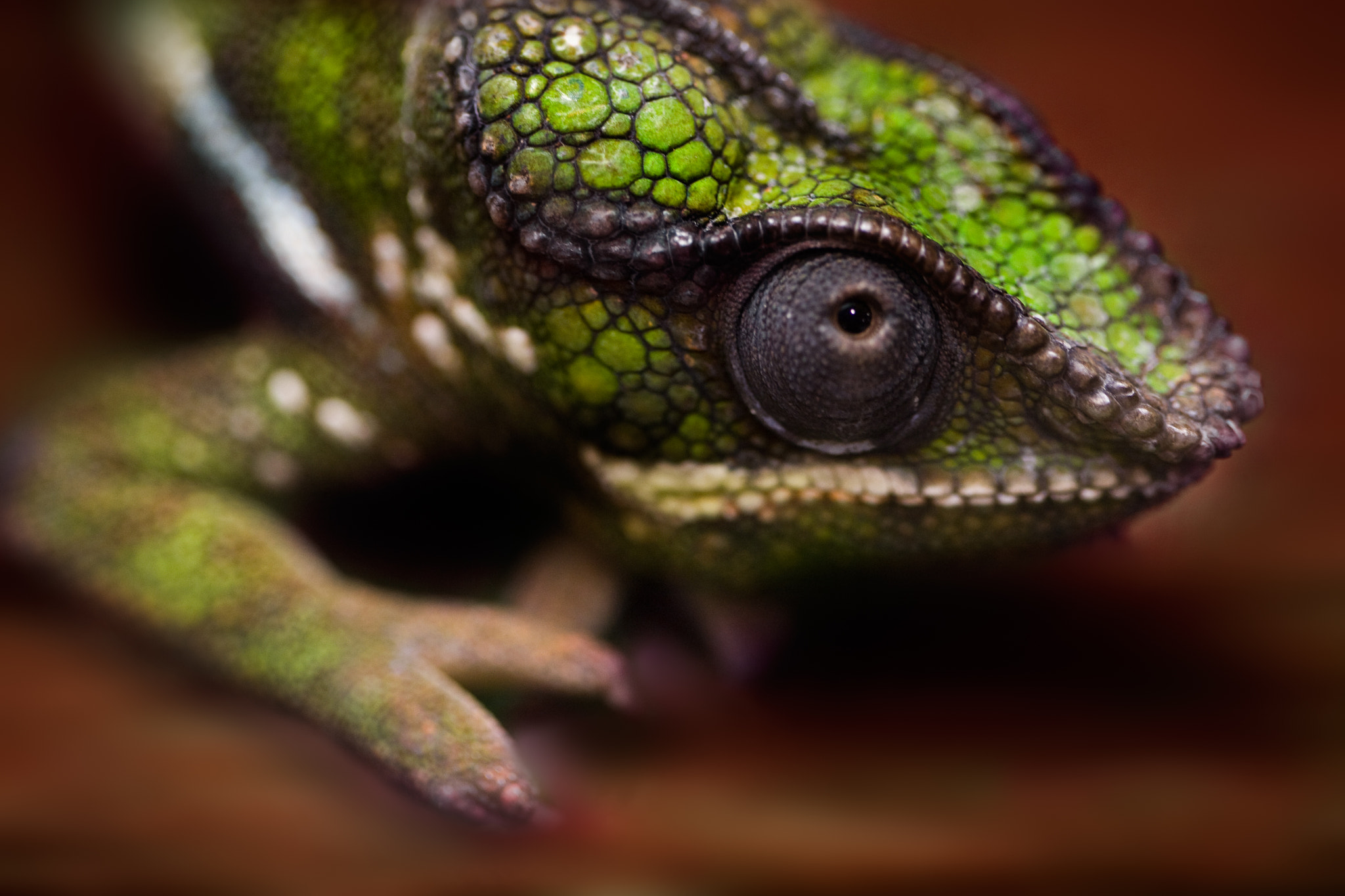 Canon EOS 5D + Canon EF 100mm F2.8 Macro USM sample photo. Miniature dragons photography