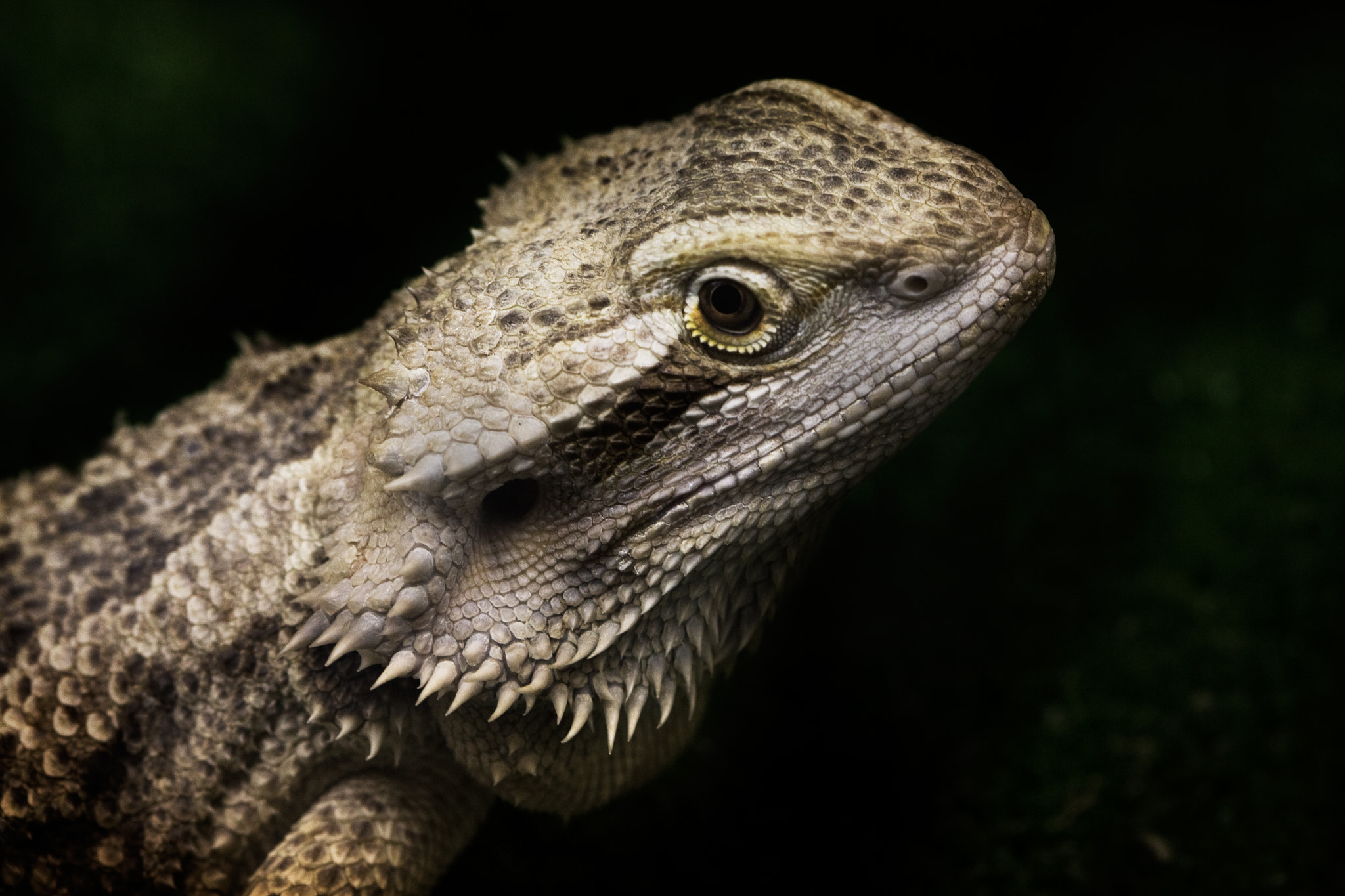 Canon EOS 5D + Canon EF 100mm F2.8 Macro USM sample photo. Miniature dragons photography