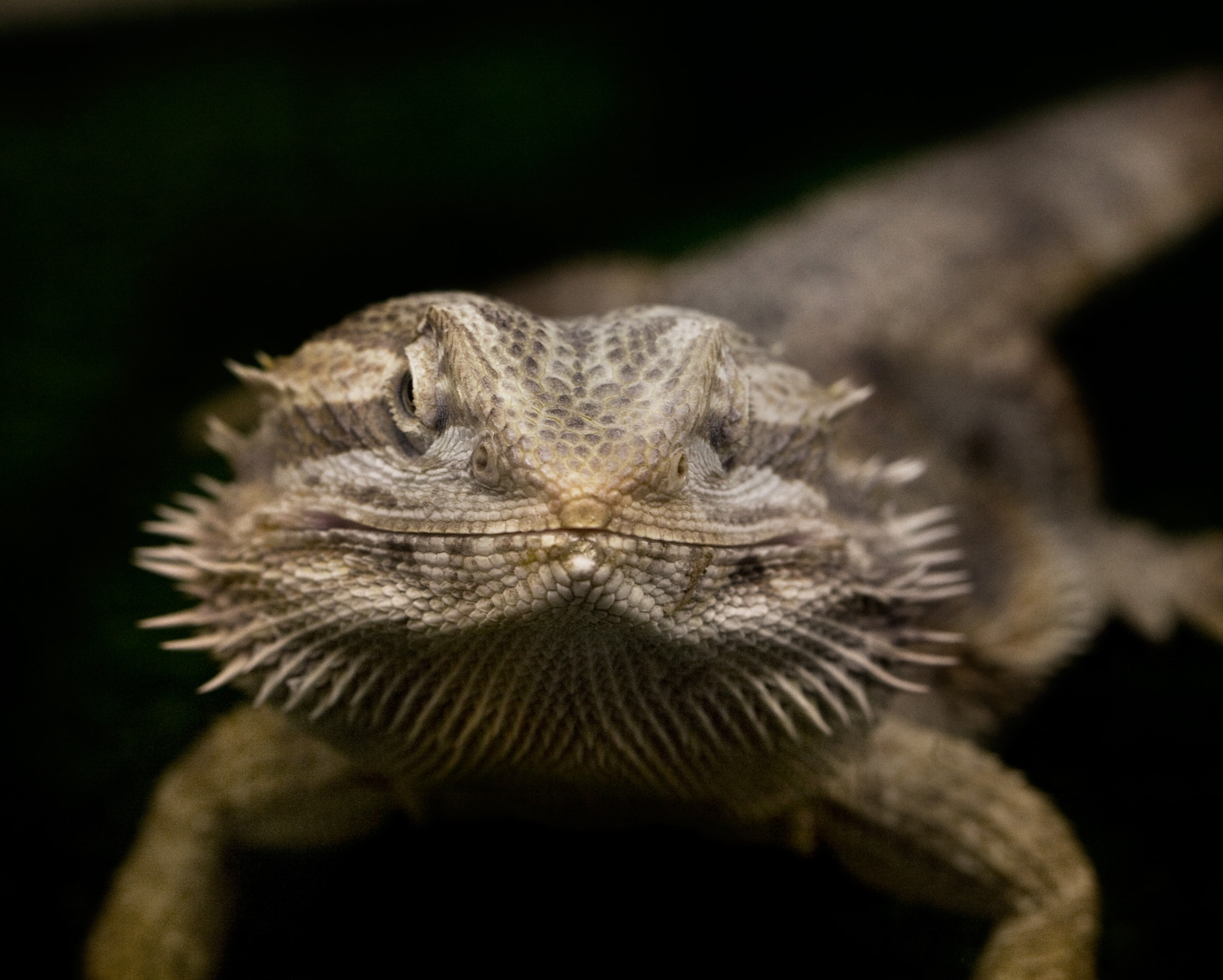 Canon EOS 5D + Canon EF 100mm F2.8 Macro USM sample photo. Miniature dragons photography