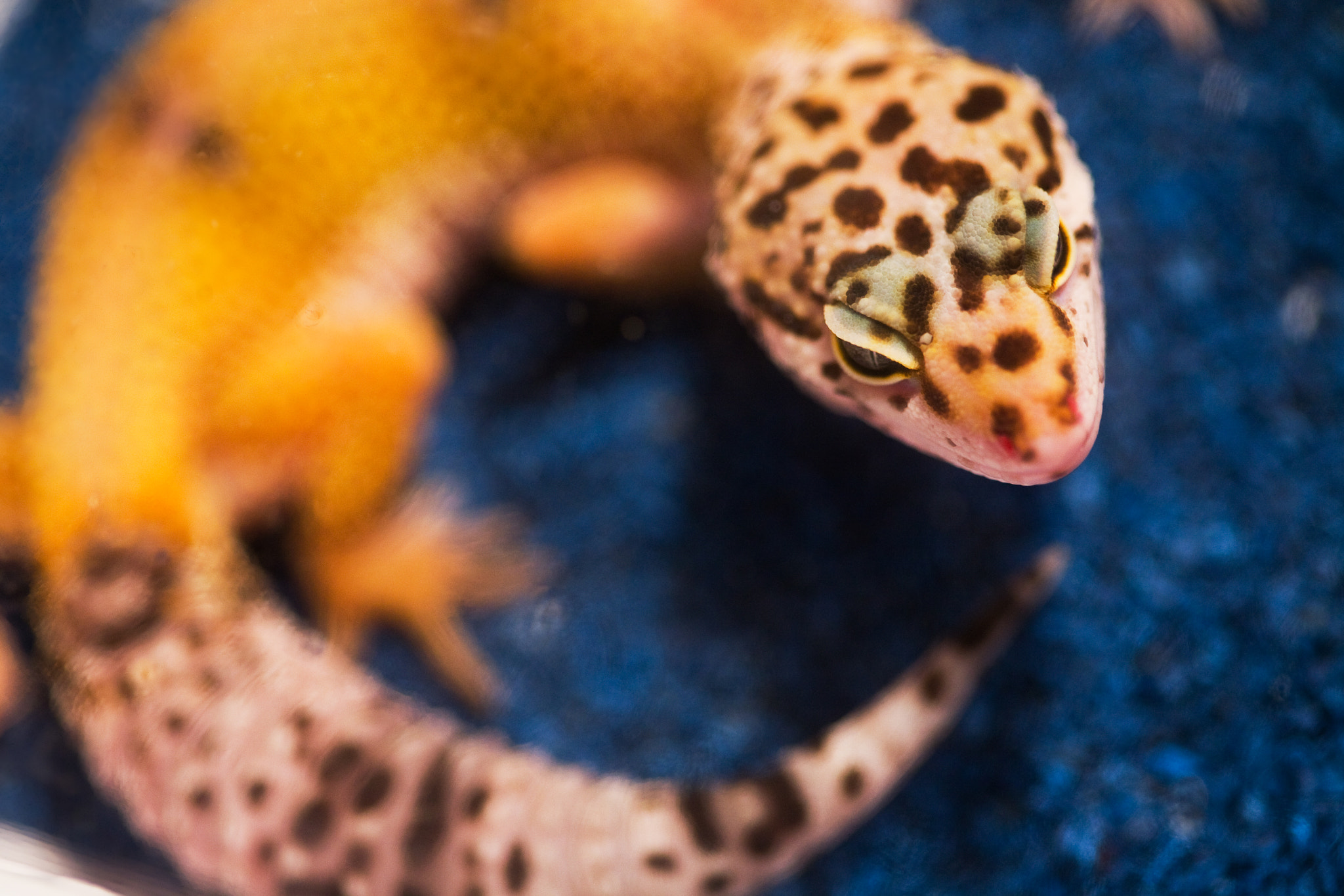 Canon EF 100mm F2.8 Macro USM sample photo. Miniature dragons photography