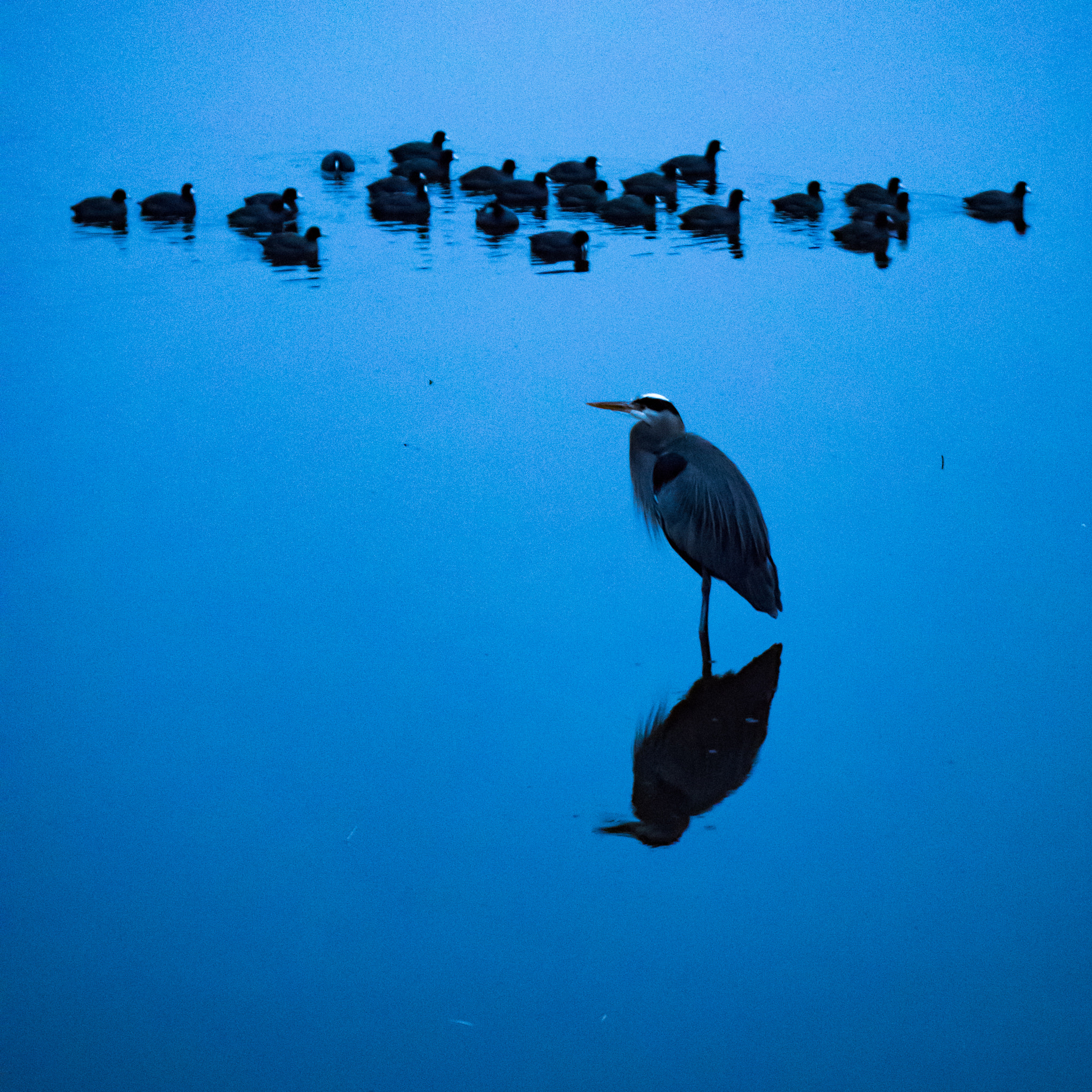 Panasonic Lumix G X Vario 35-100mm F2.8 OIS sample photo. Blue heron photography