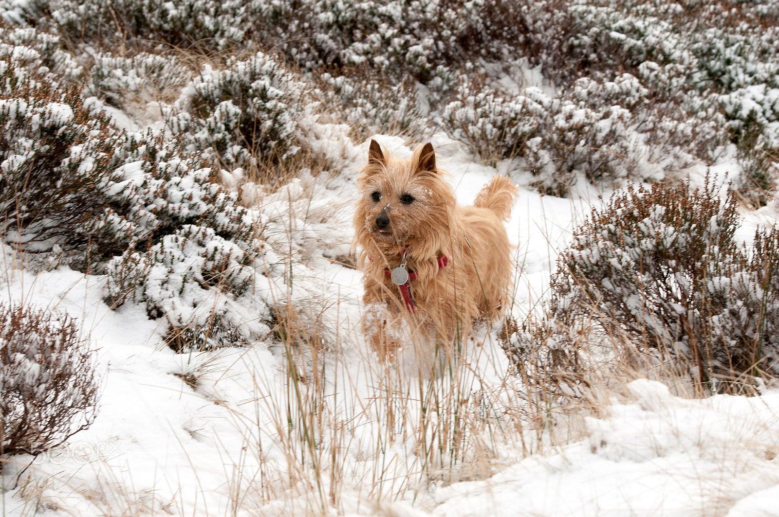 Sigma 70-200mm F2.8 EX DG OS HSM sample photo. Ginger trot photography