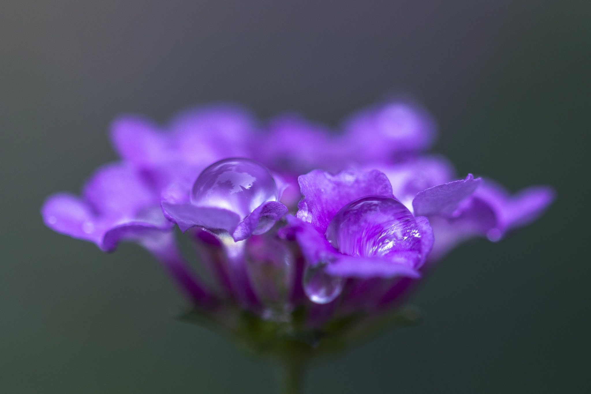 Sigma 105mm F2.8 EX DG OS HSM sample photo. Aqualung... photography