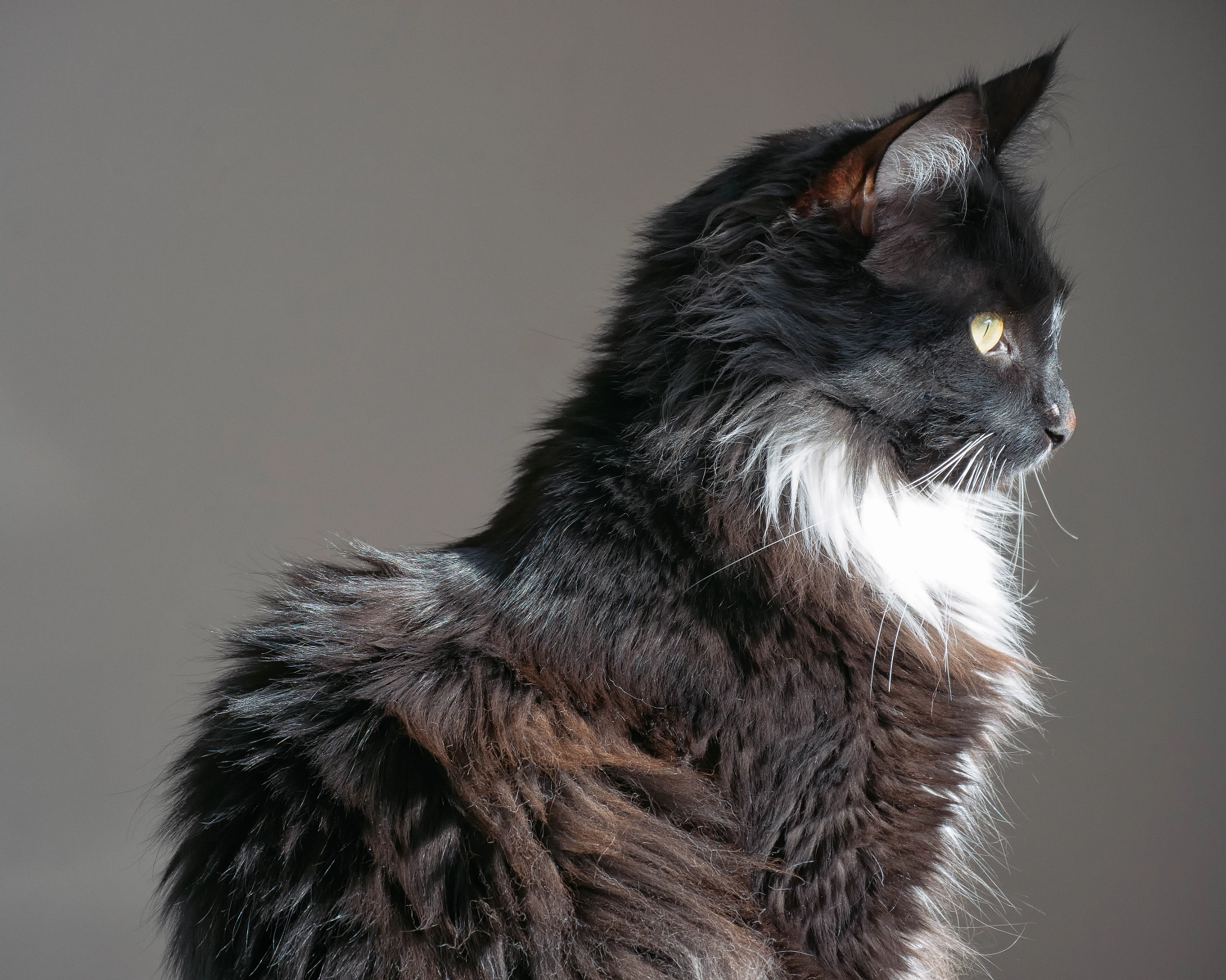 Nikon 1 Nikkor VR 30-110mm F3.8-5.6 sample photo. Charlie the maine coon photography
