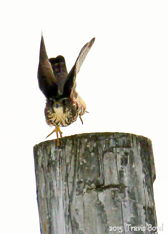 Canon EF 100-400mm F4.5-5.6L IS USM sample photo. Merlin coming at ya photography