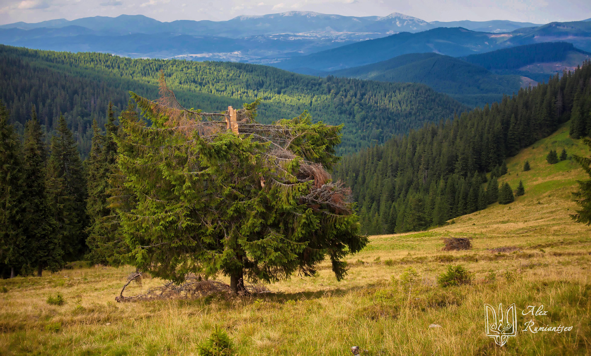 Canon EF 35-105mm f/3.5-4.5 sample photo. Carpathian pine photography